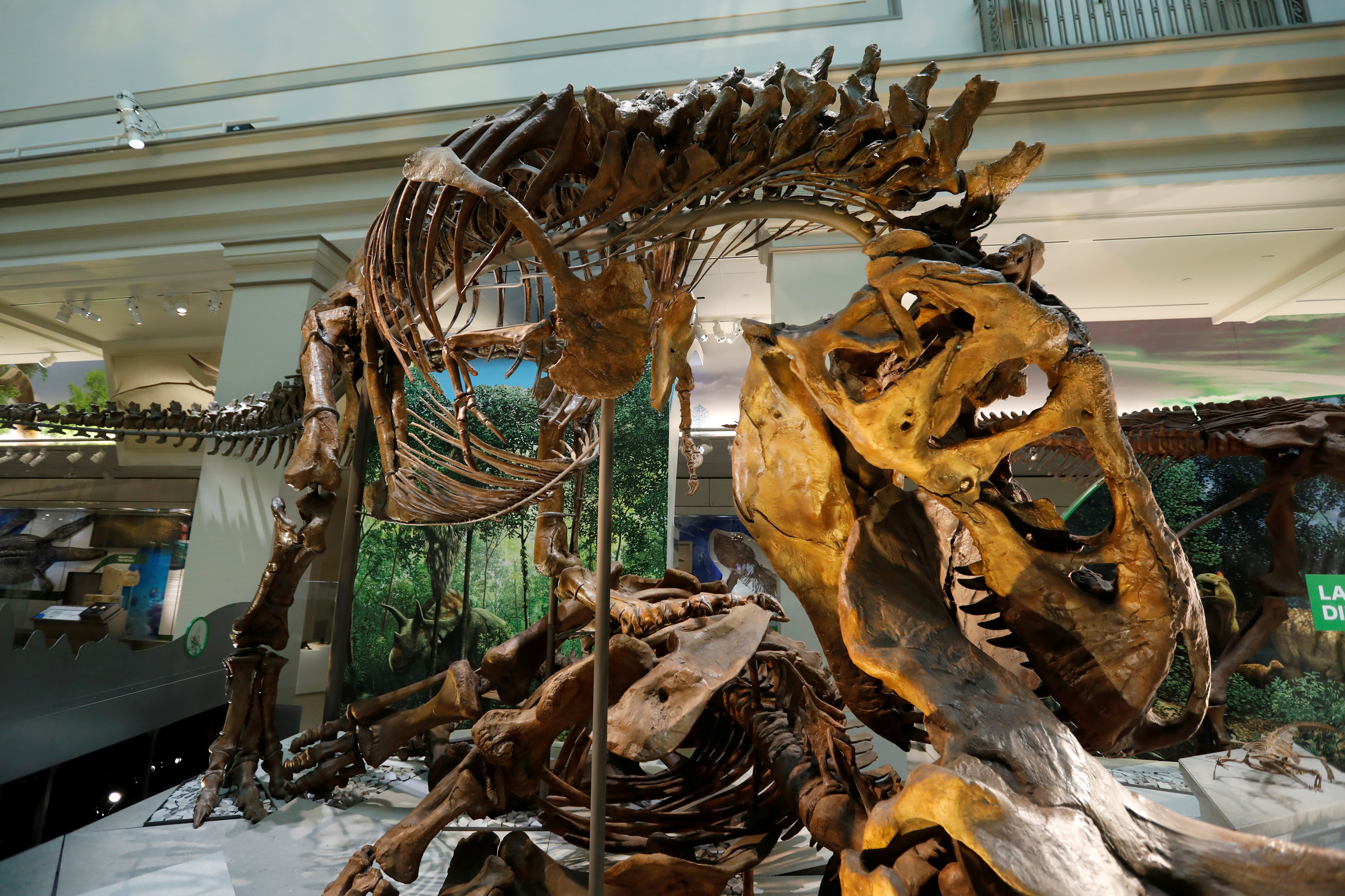 An Tyrannosaurus rex skeleton is seen during a media preview for the reopening of the Smithsonian’s Natural History Museum dinosaur and fossil hall after undergoing $110-million renovation in Washington, U.S., June 4, 2019. REUTERS/Kevin Lamarque