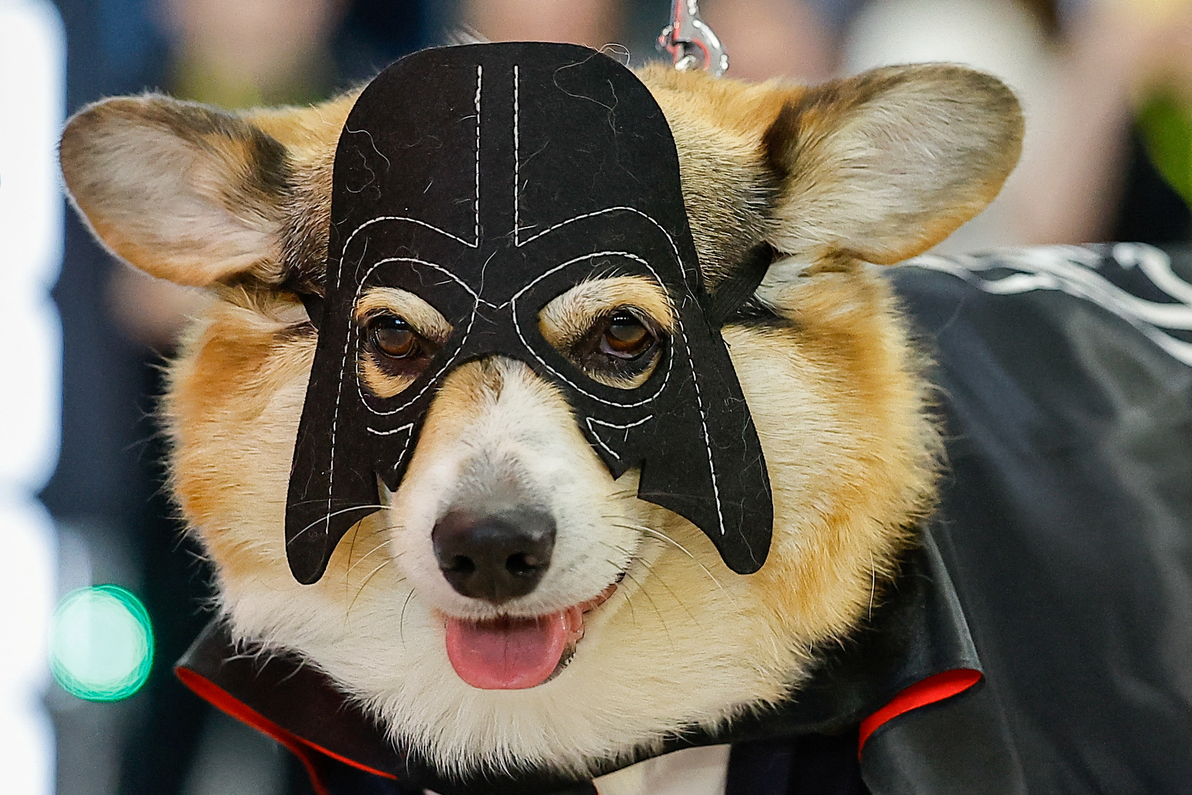 Corgi dogs take part in a Star Wars themed parade in Moscow