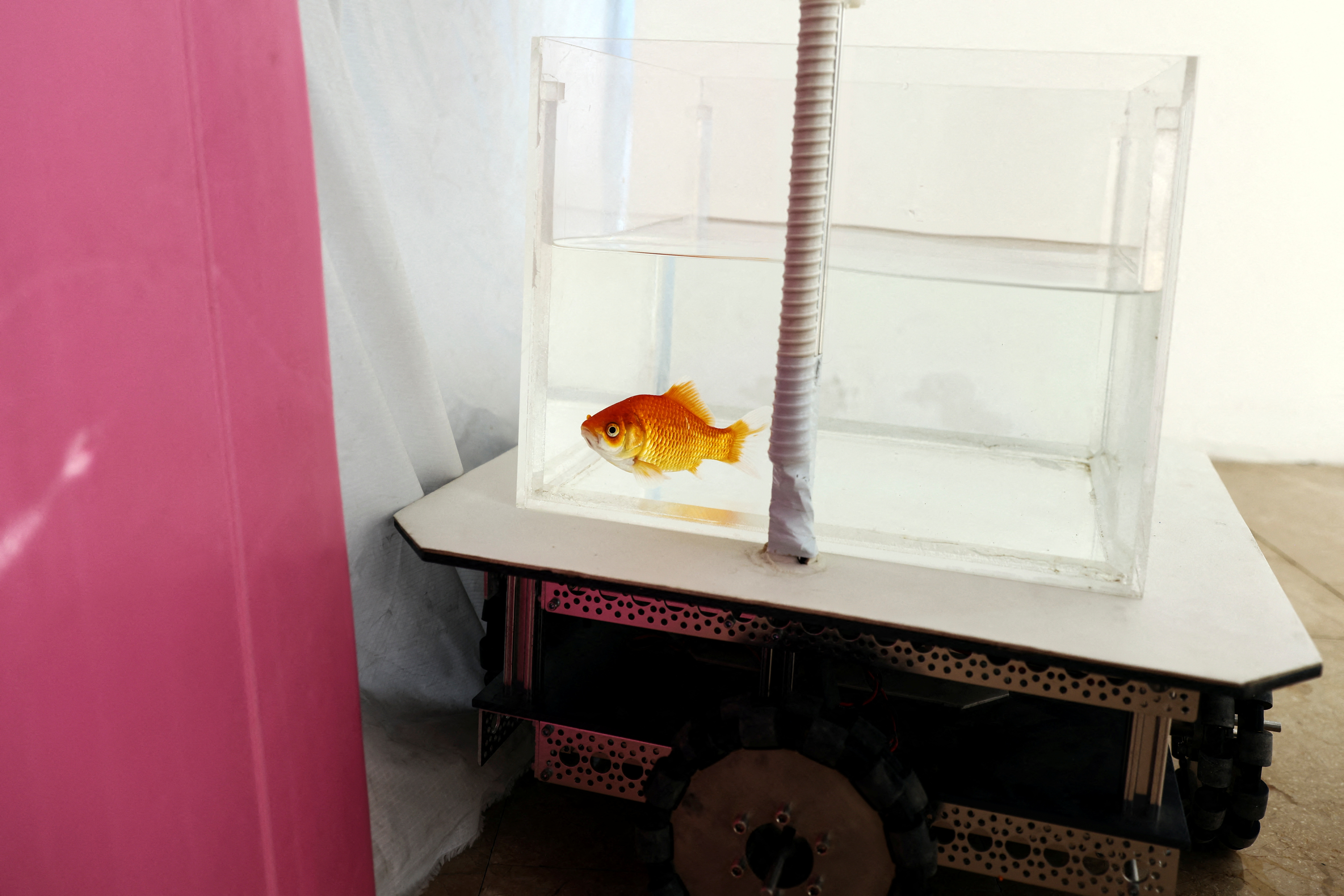 A goldfish navigates on land using a fish-operated vehicle developed by a research team at Ben-Gurion University in Beersheba, Israel, January 6, 2022. REUTERS/Ronen Zvulun