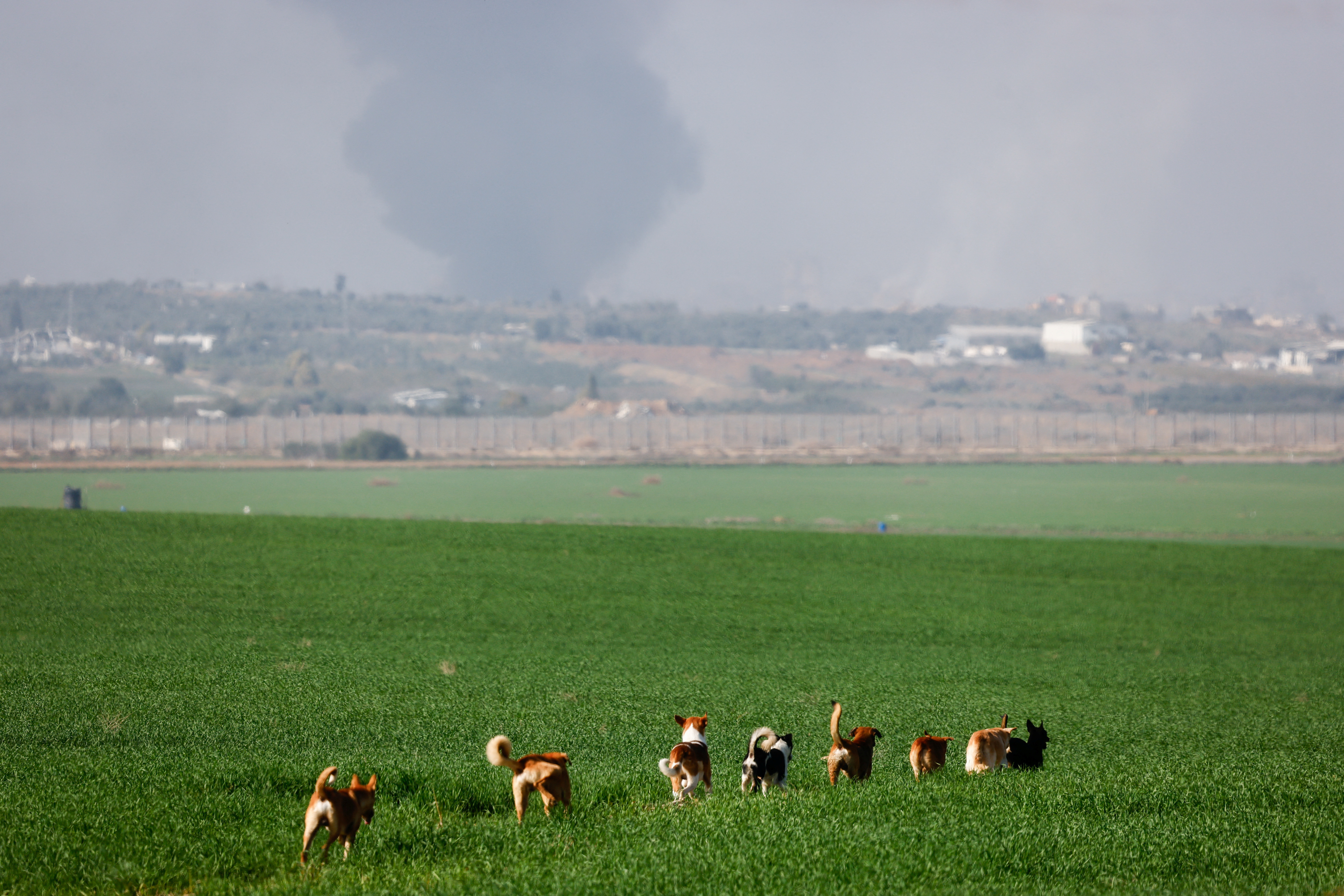 Wild dogs walk near the border with central Gaza, in southern Israel