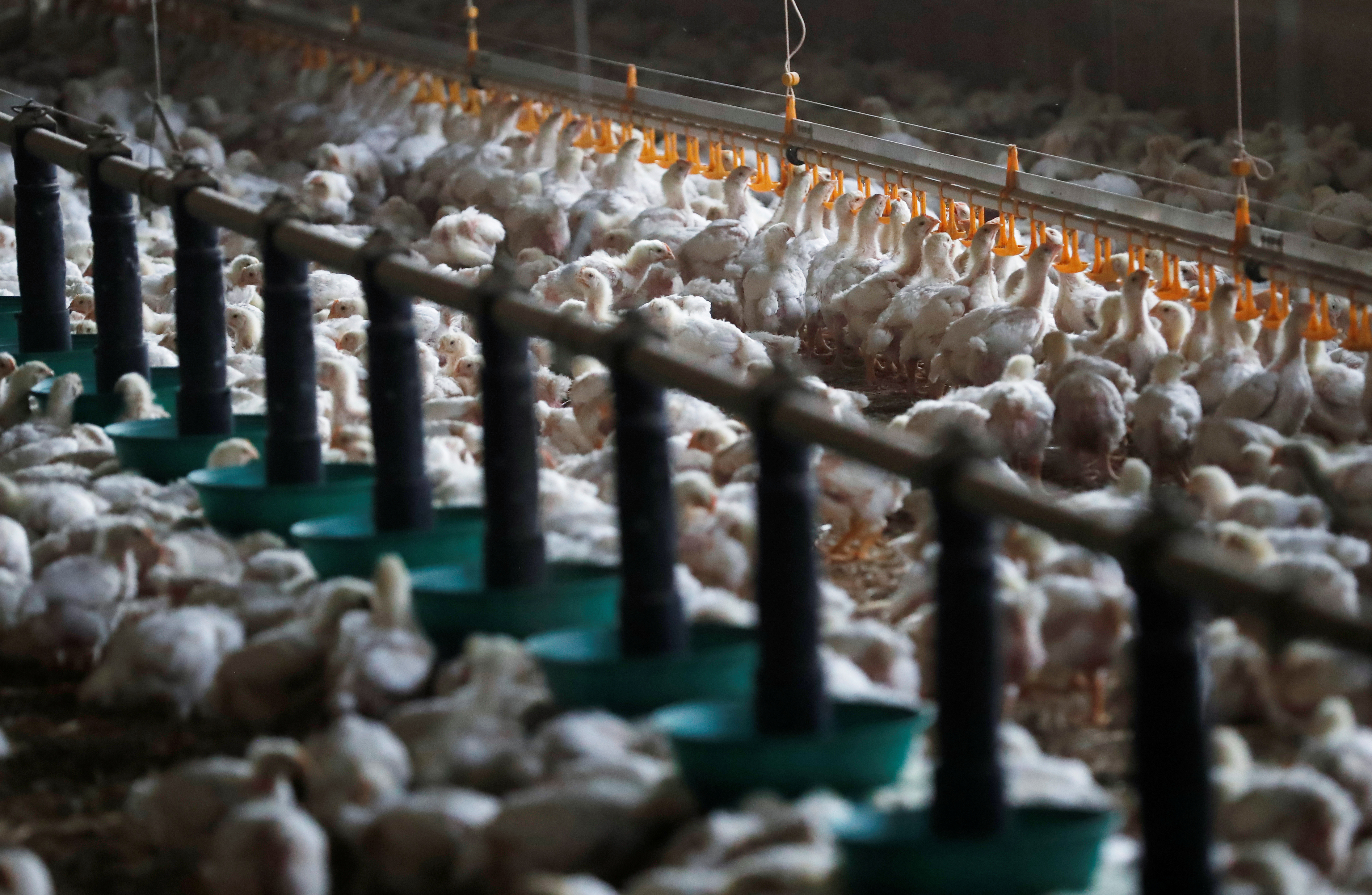 Chickens are seen at a poultry farm in Cherance near Le Mans