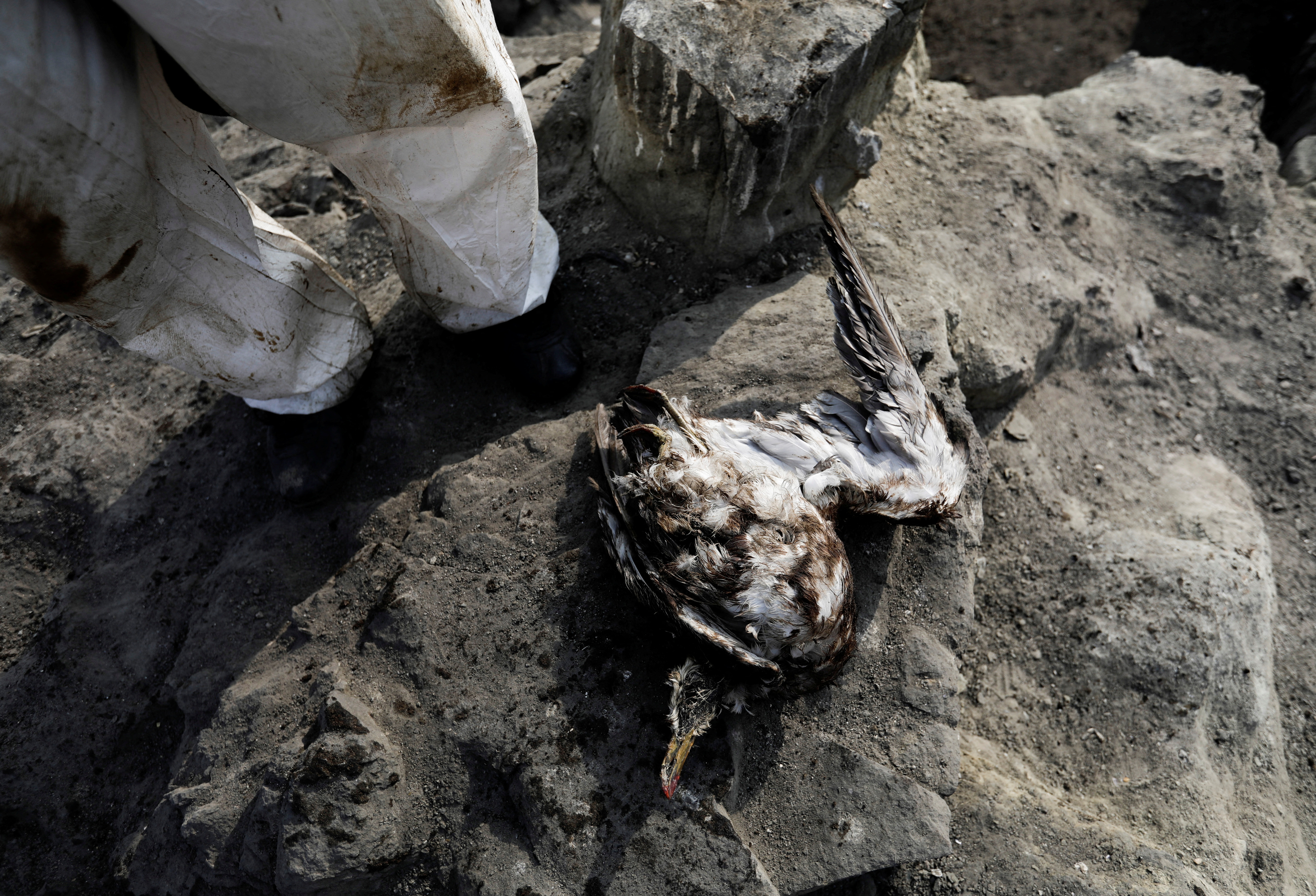 A worker stands near a dead sea bird as he and his colleagues clean an oil spill caused by abnormal waves, triggered by a massive underwater volcanic eruption in Tonga, off the coast of Lima, in Ventanilla, Peru January 19, 2022. REUTERS/Angela Ponce