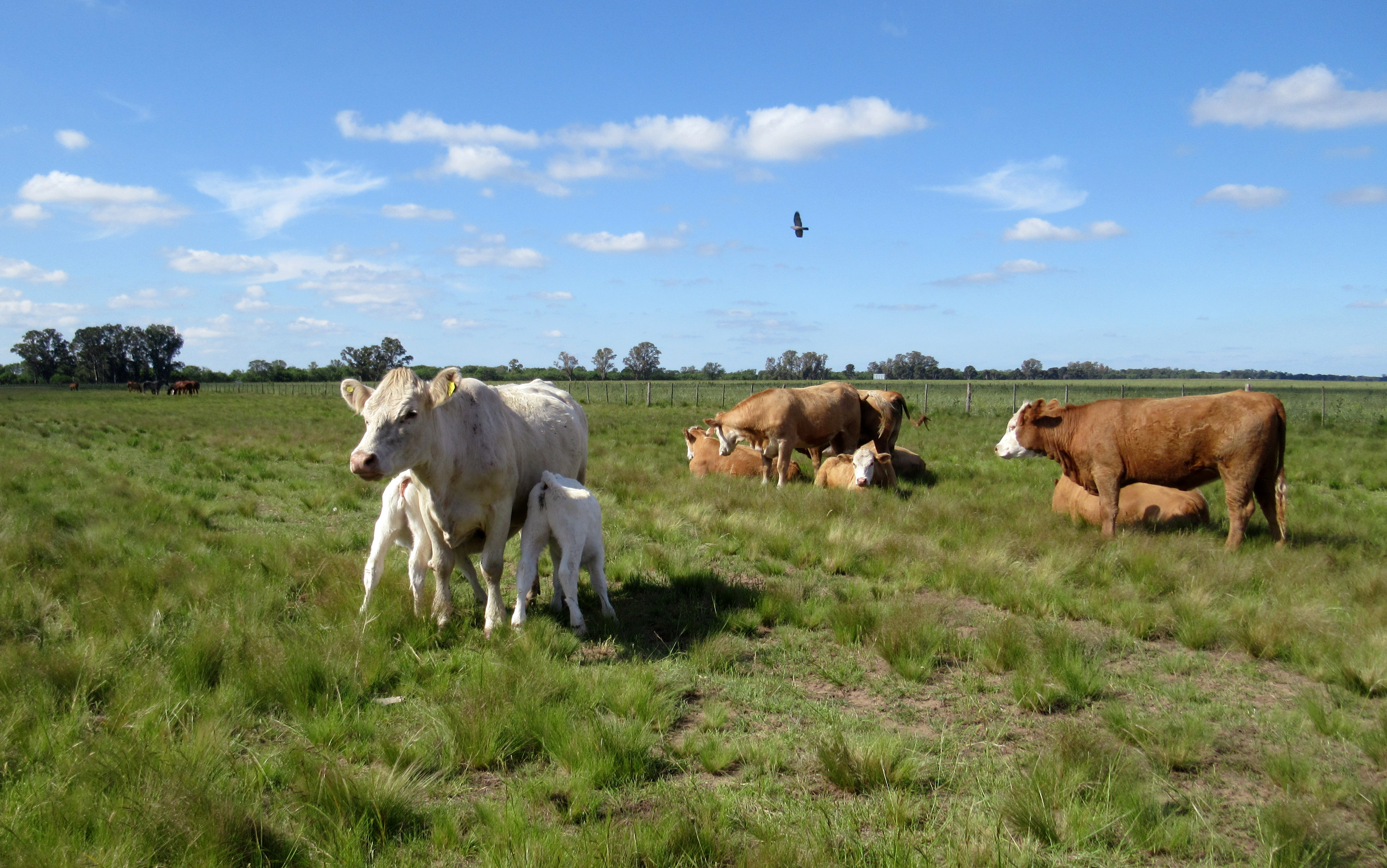 More cows than people: a Congress battle unfolds in Argentina's grasslands