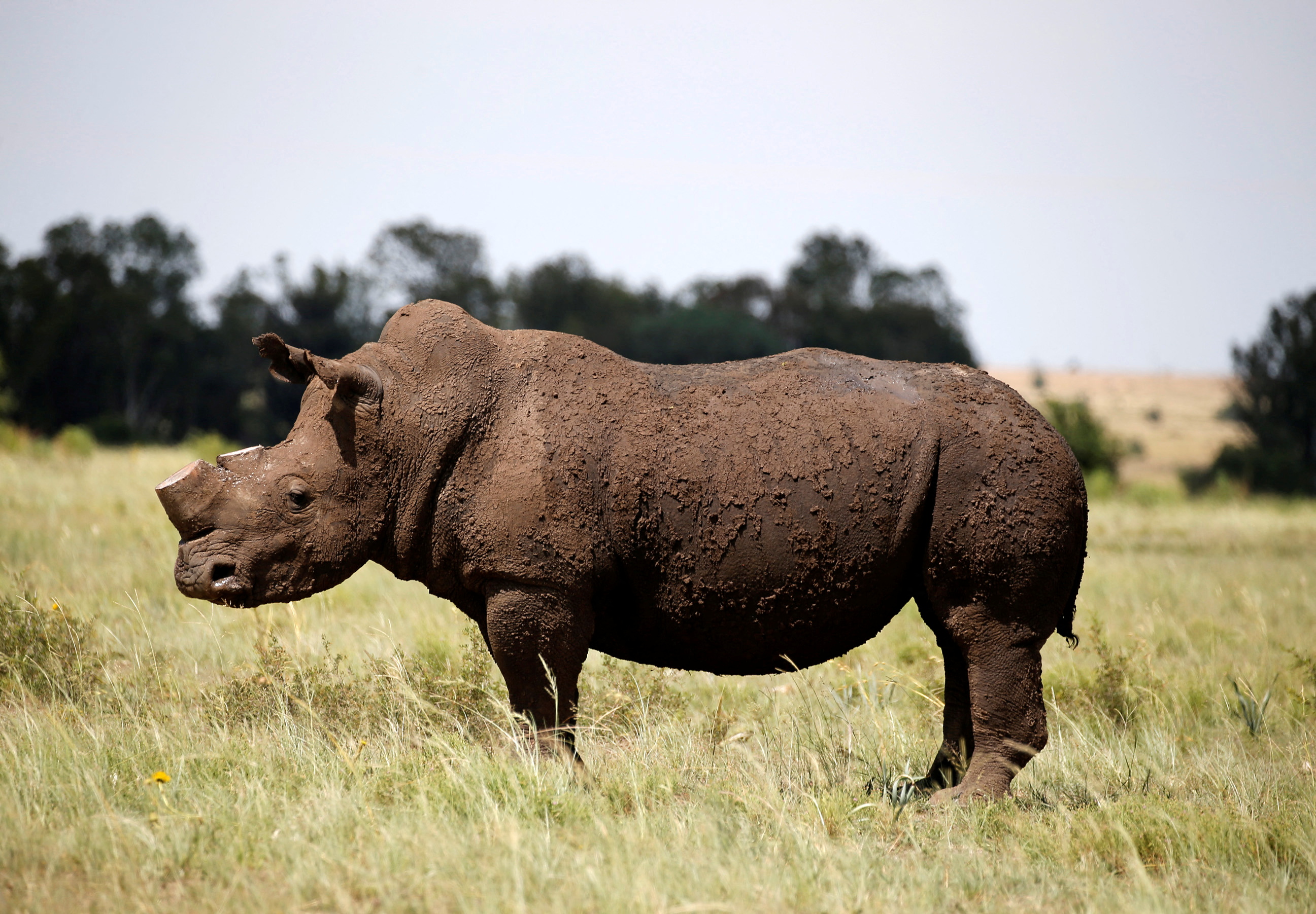 Se ve un rinoceronte negro después de que le quitaron los cuernos en un esfuerzo por disuadir la caza furtiva de una de las especies en peligro de extinción del mundo, en una granja en las afueras de Klerksdorp.