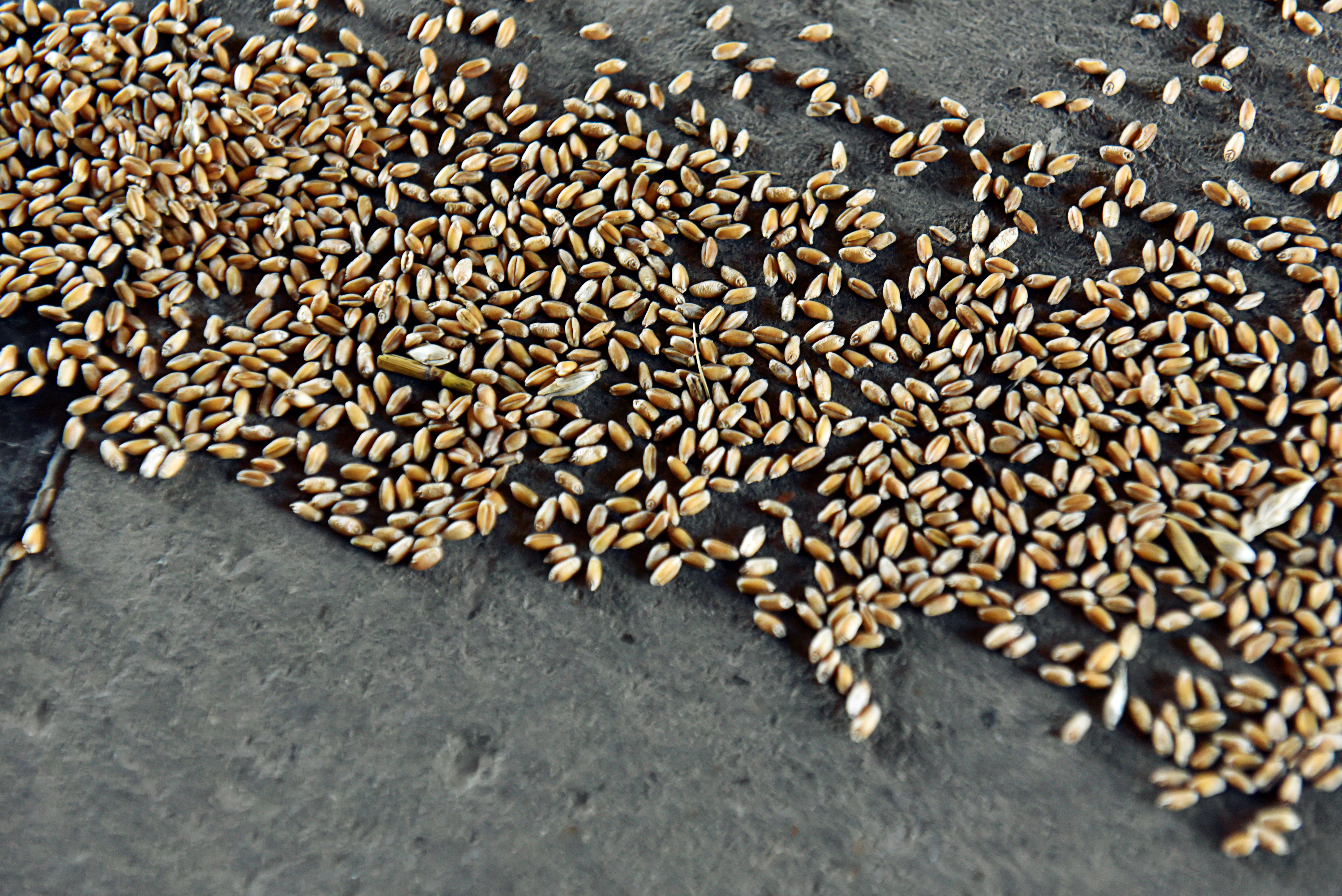 Wheat grains are seen at the Farmers Cooperative Exchange during harvesting in Bessie