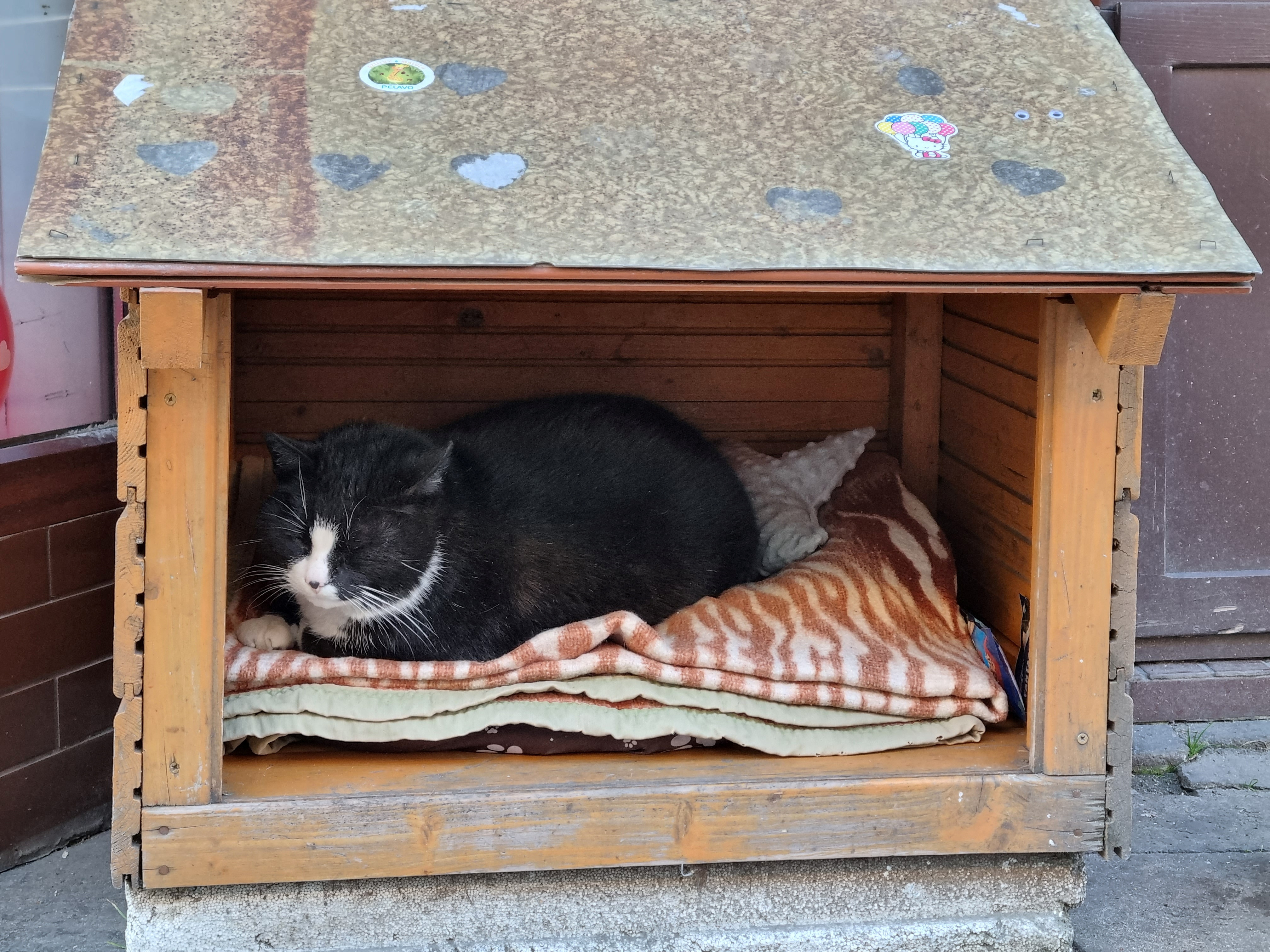 Gacek the cat sits in a small open-fronted wooden box in Szczecin