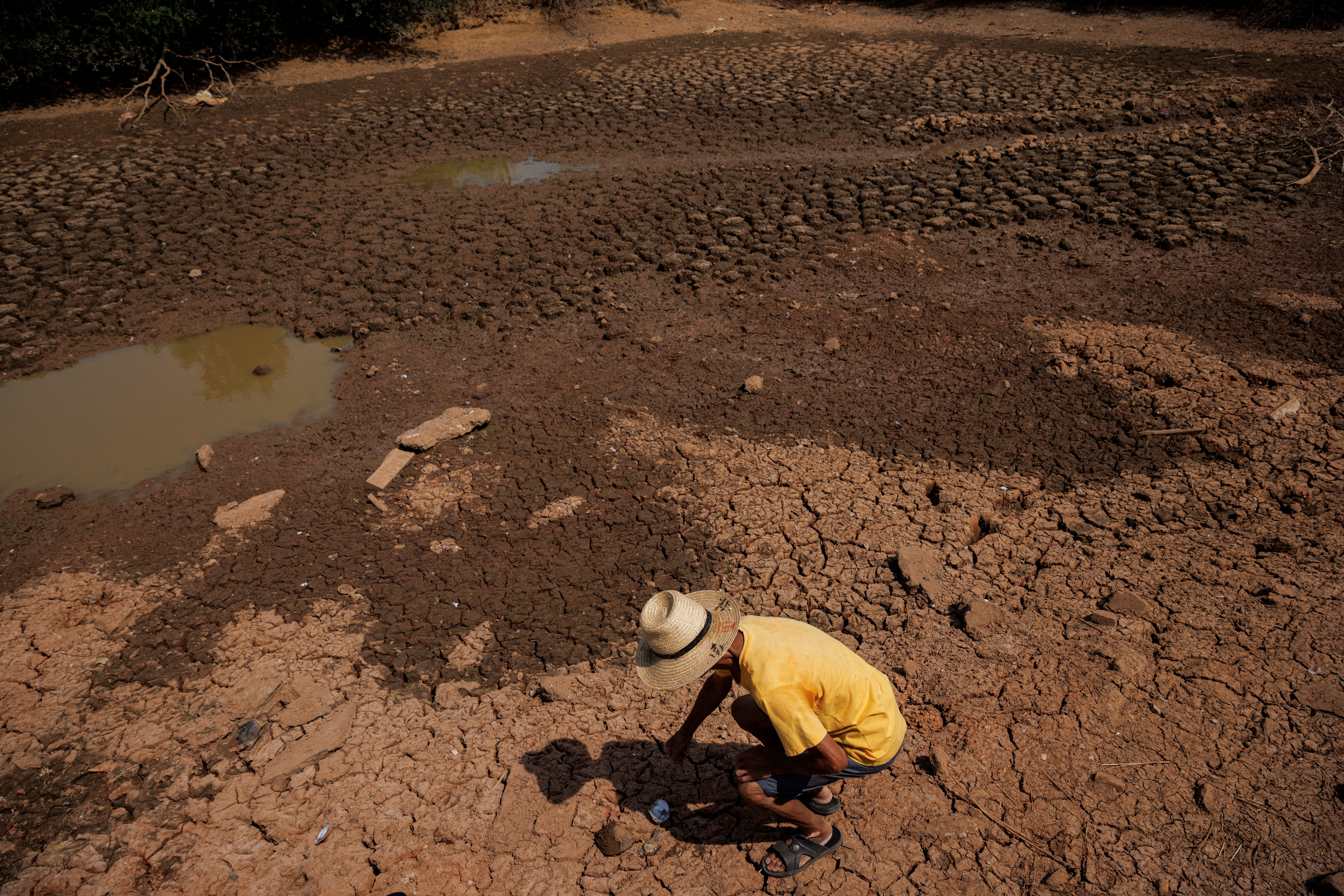 70-річний фермер Ху підбирає мертву мідію в сільському ставку, який висох приблизно 10 днів тому, коли в регіоні в селі Сіньяо спостерігається посуха.