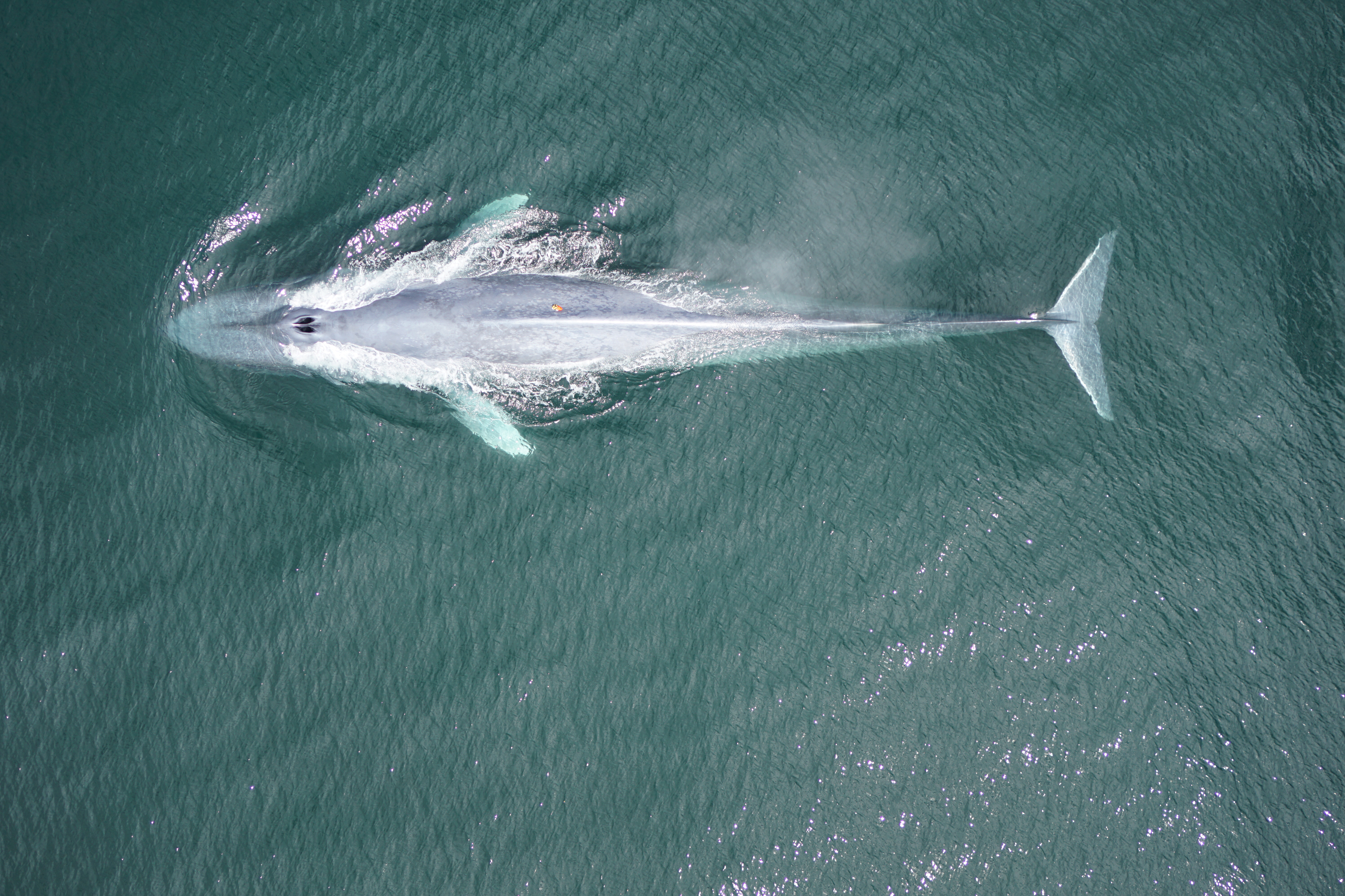 A humpback whale feeds off the coast of California, U.S. in this undated handout photograph.  John Durban/Handout via REUTERS  