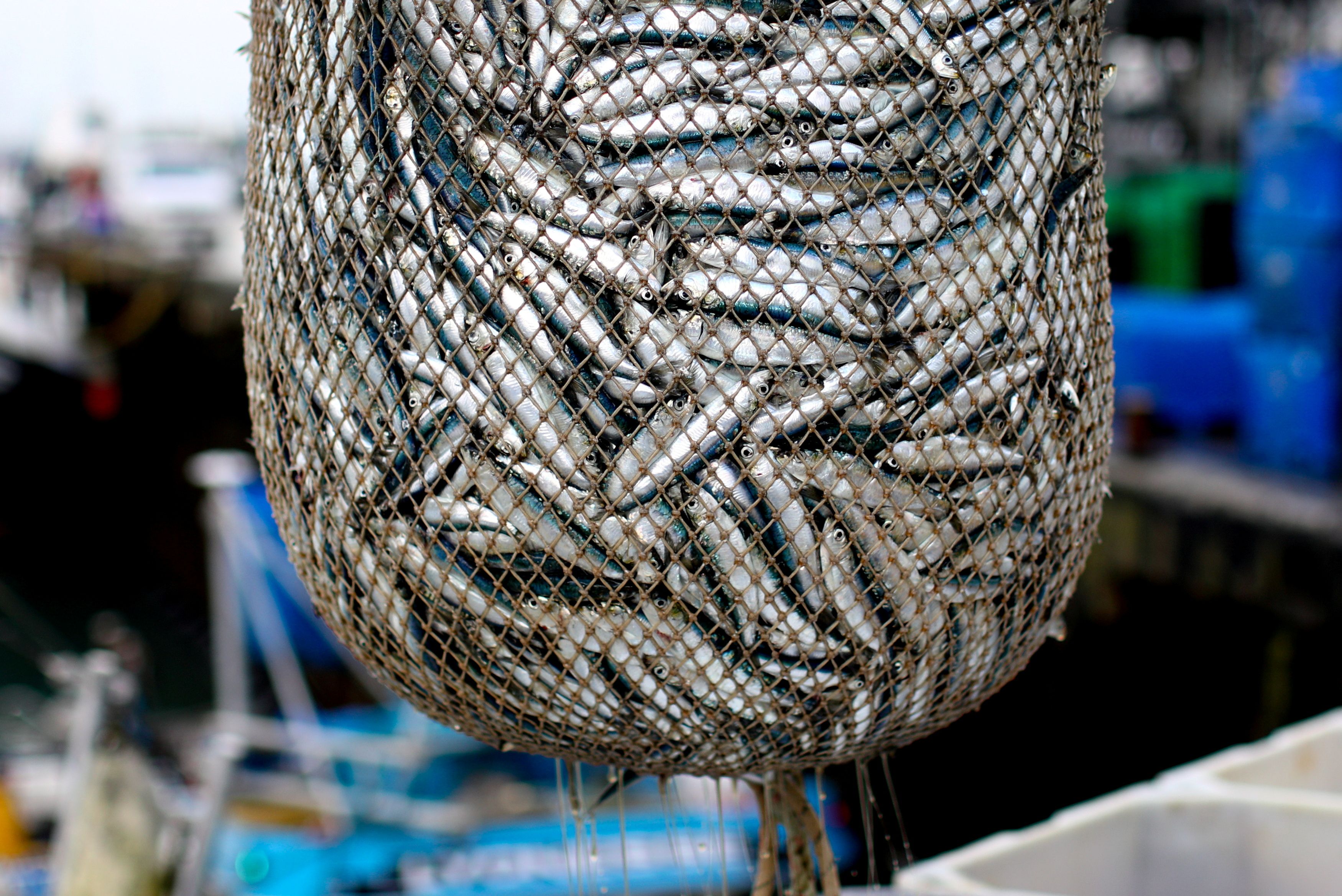 Pledge to protect oceans to fight climate change is 'weak' NGO Reuters