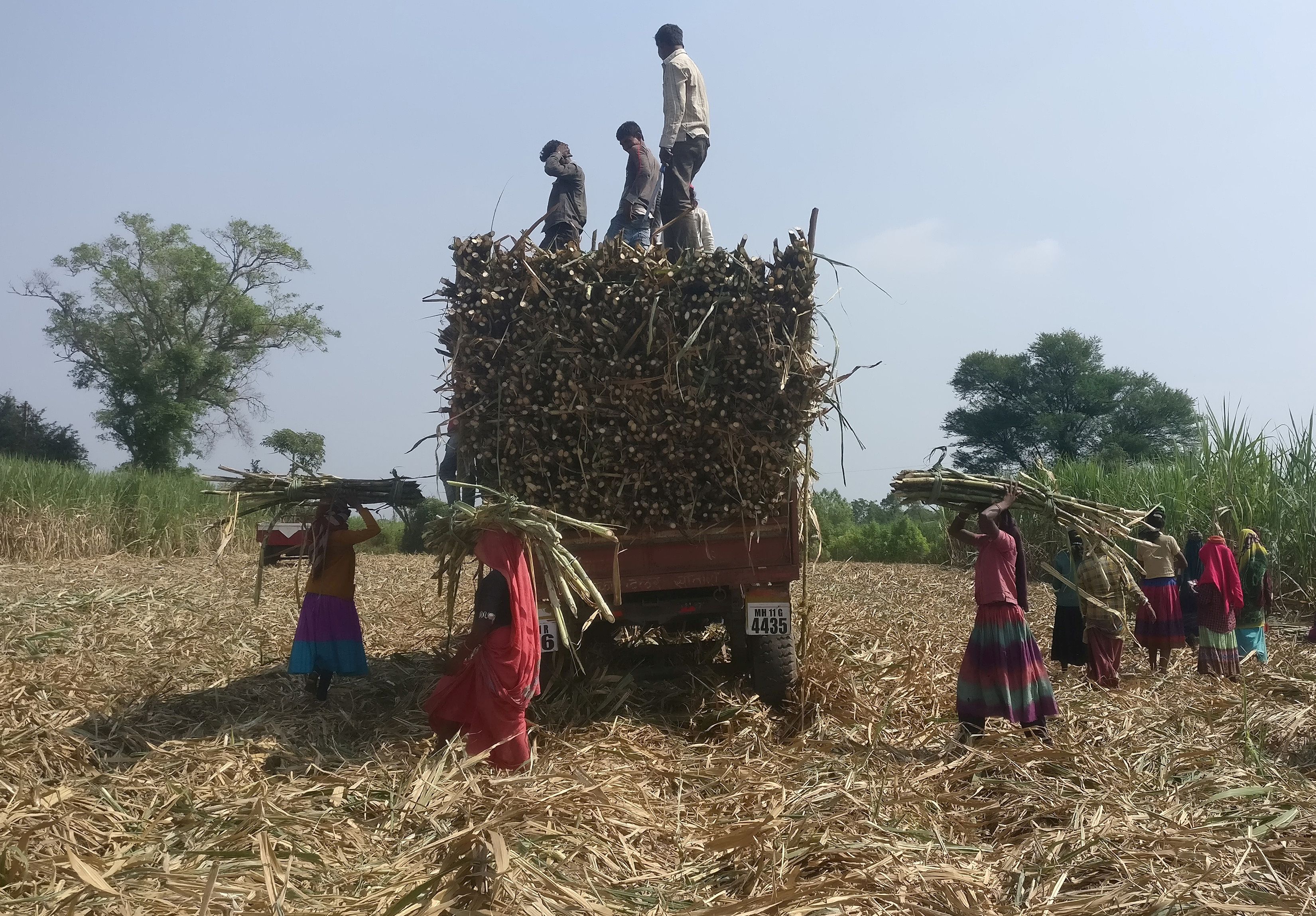 Los trabajadores cargan la caña de azúcar cosechada en un remolque en un campo en el pueblo de Gove