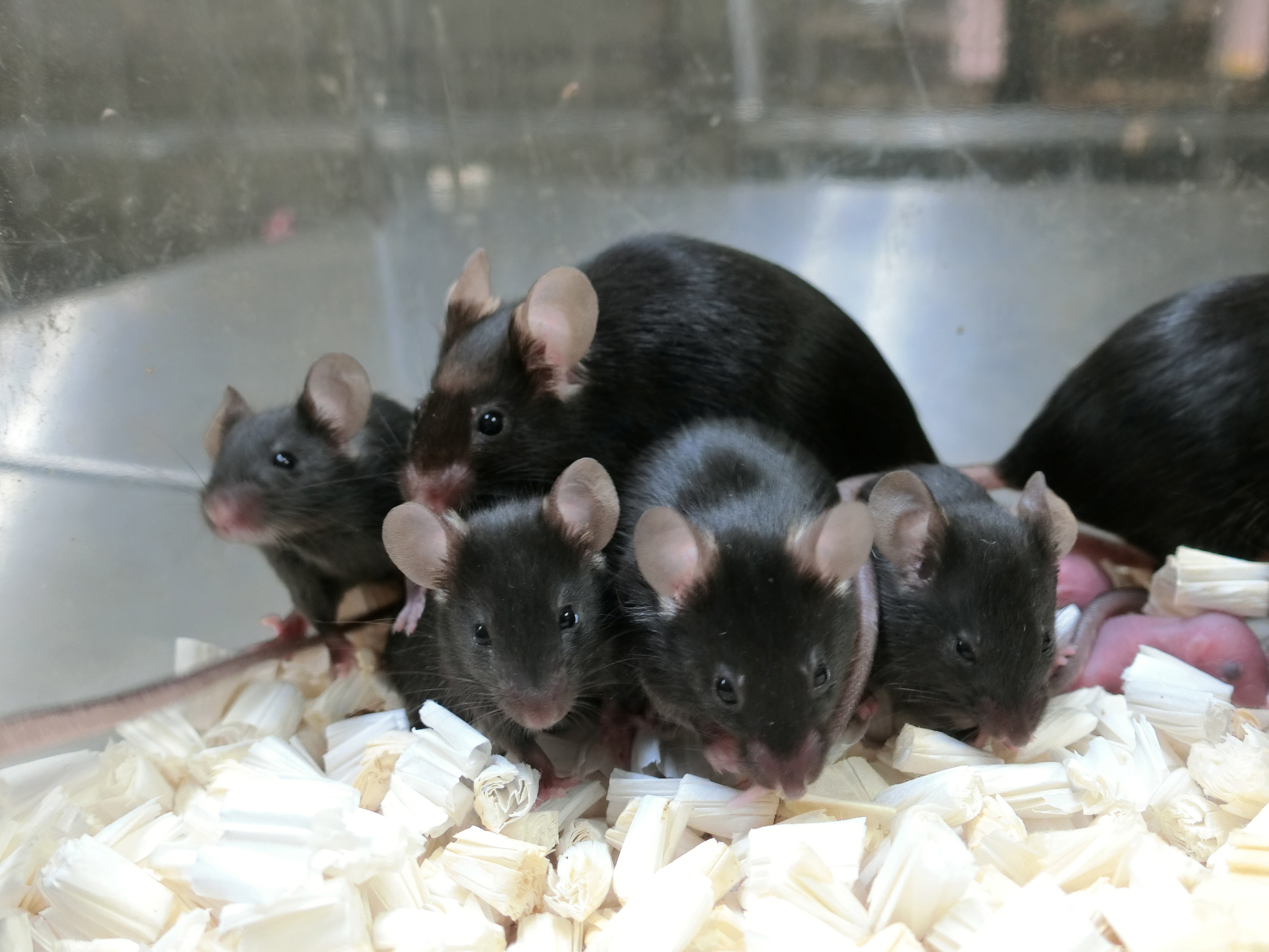 Healthy mice produced from sperm cells that were freeze-dried, stored in a sealed capsule and preserved on the orbiting International Space Station are seen in a laboratory in Japan in this undated handout image. Teruhiko Wakayama, University of Yamanashi/Handout via REUTERS