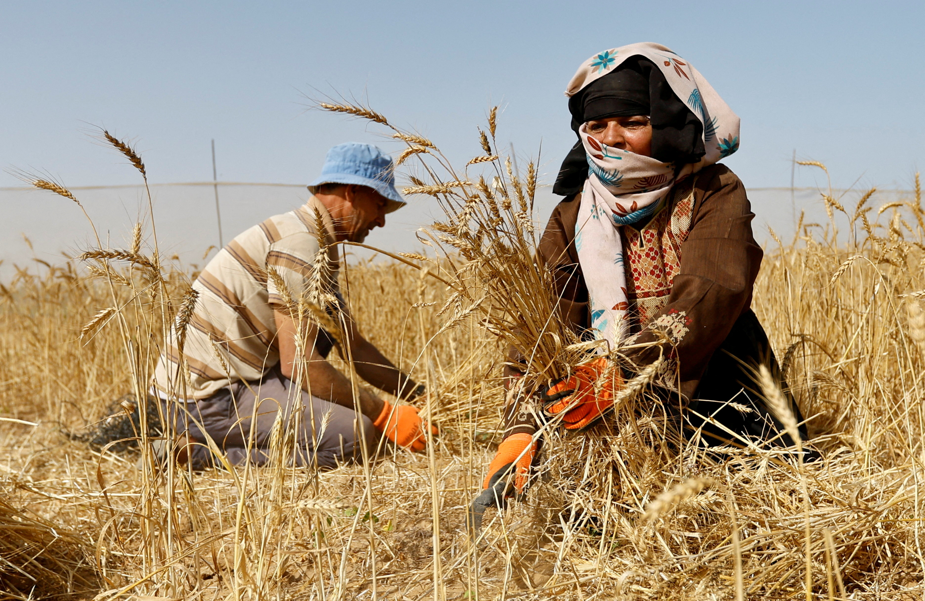A Palestinian couple collects wheat during harvest season on a farm in Khan Younis