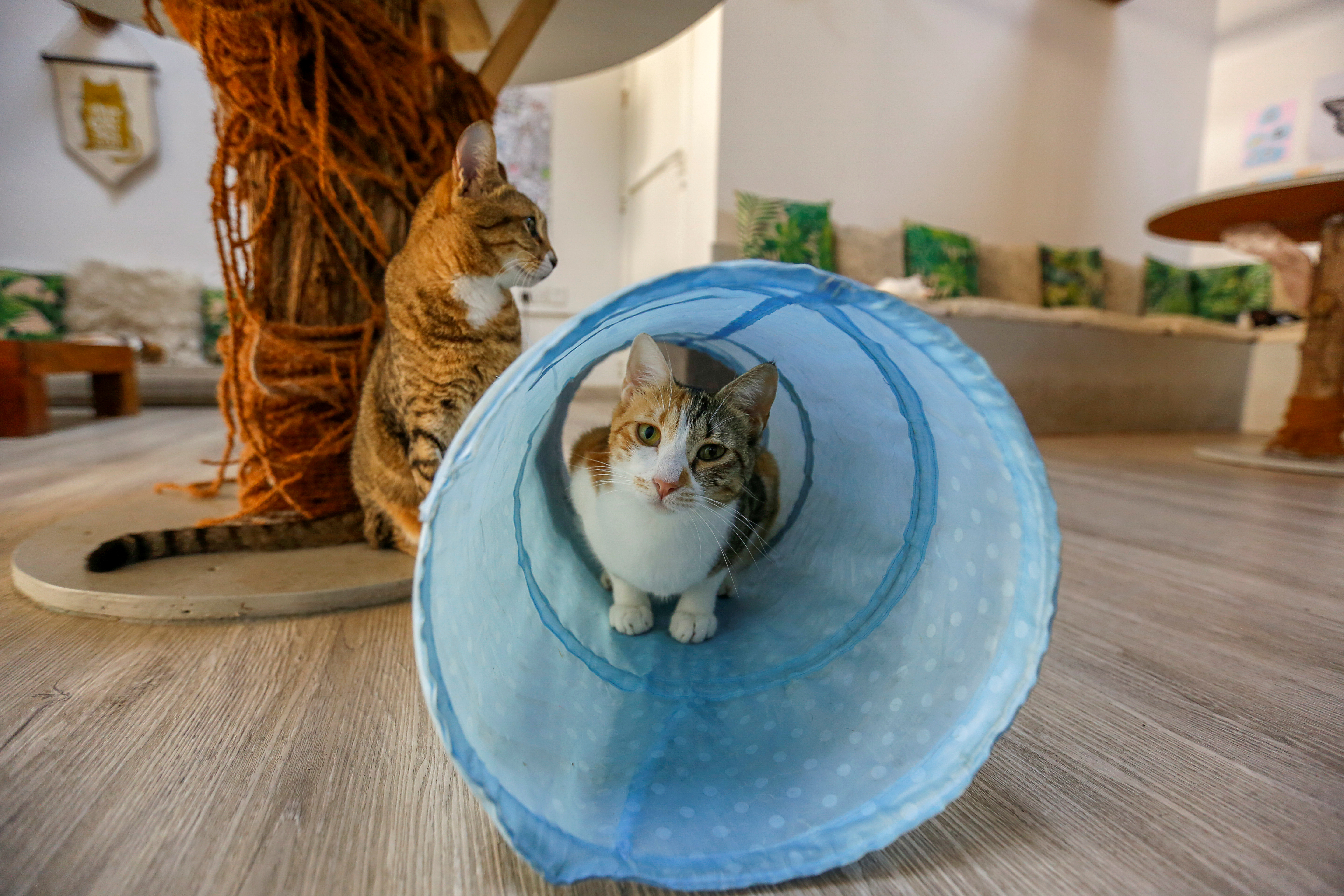 Cat Cafe offers therapy to human and adoption to cats in Dubai