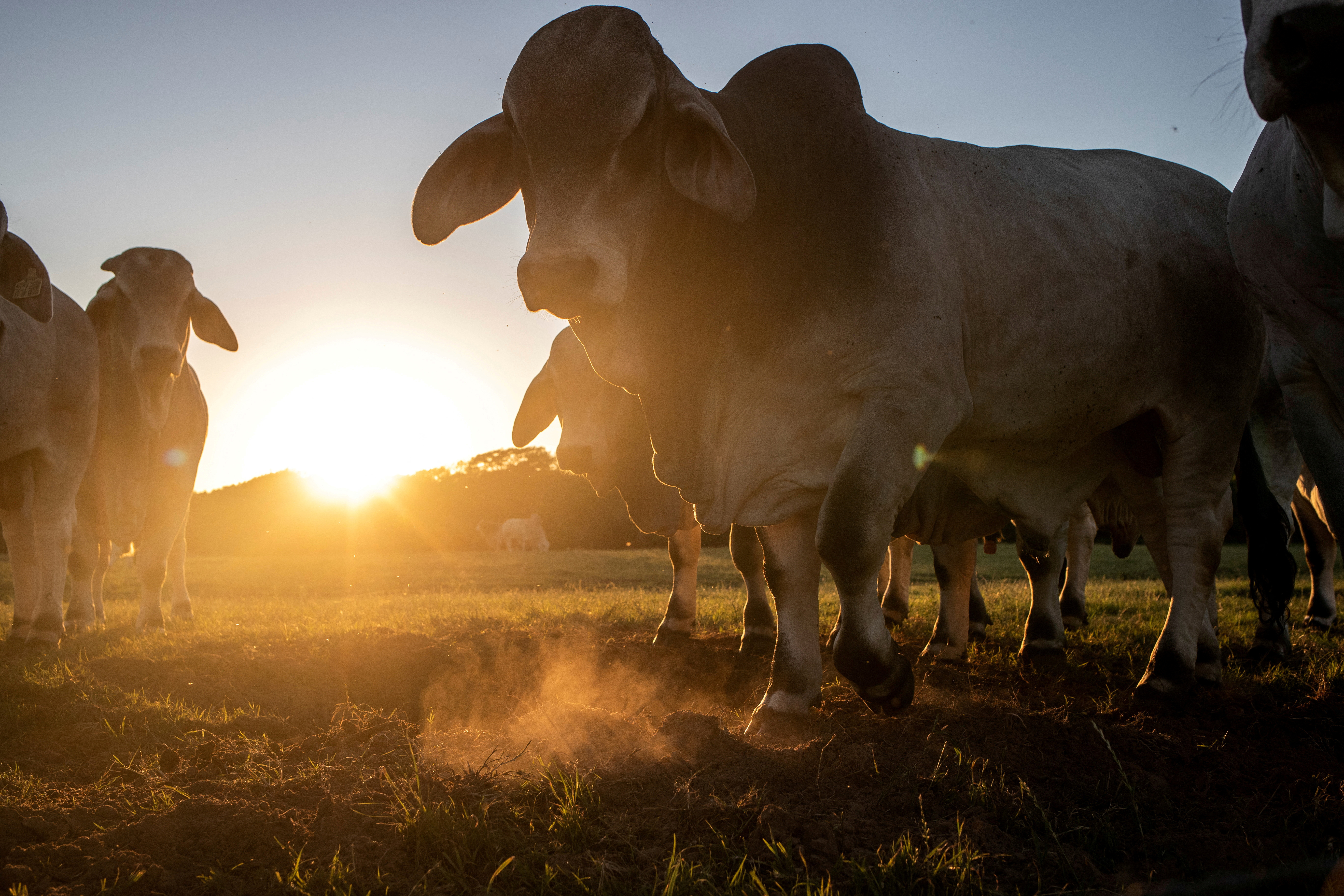 Brahman cattle are seen on a ranch in Texas