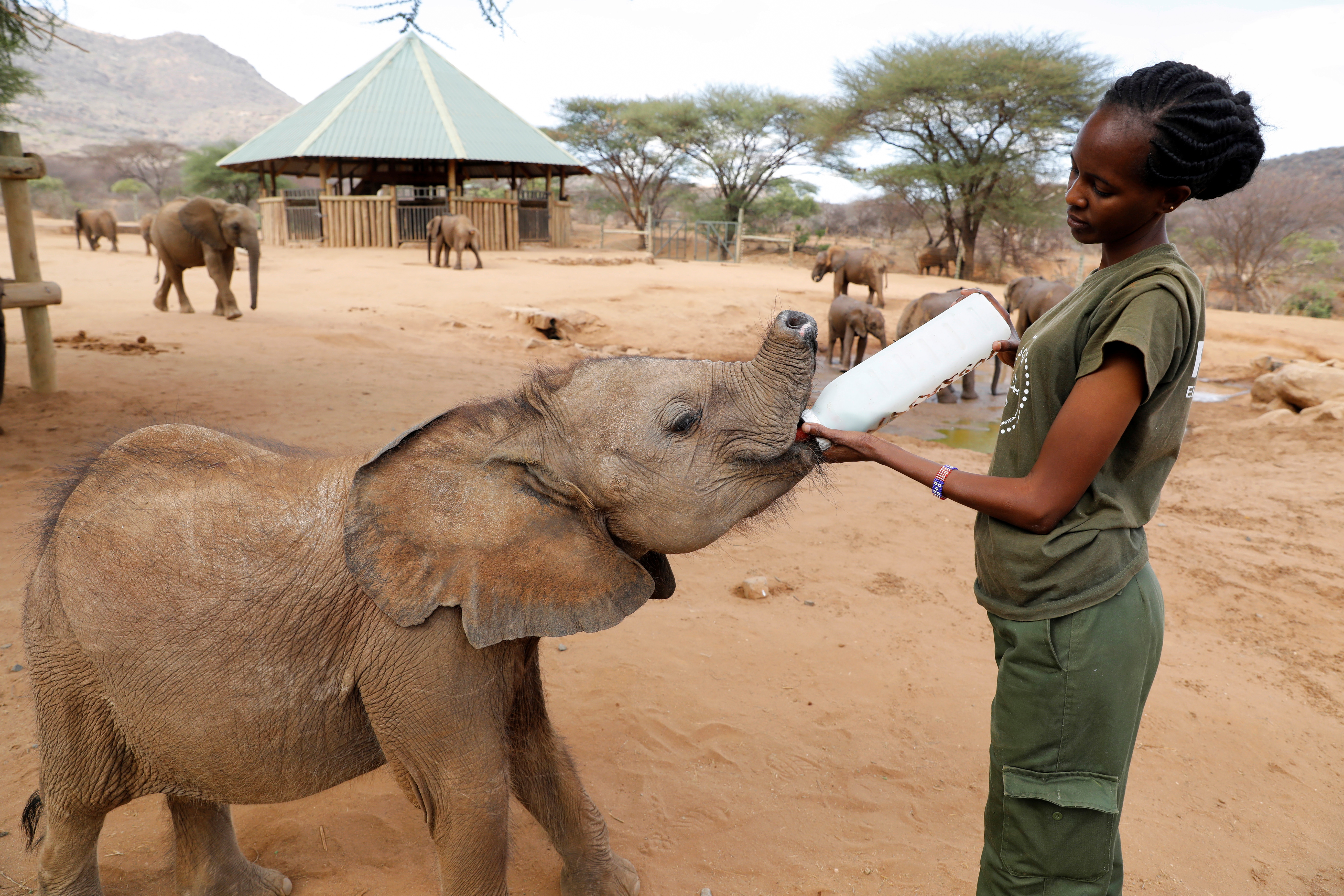 A keeper feeds an orphaned elephant, Long'uro, with a bottle of milk,  at the Reteti elephant sanctuary in Samburu county