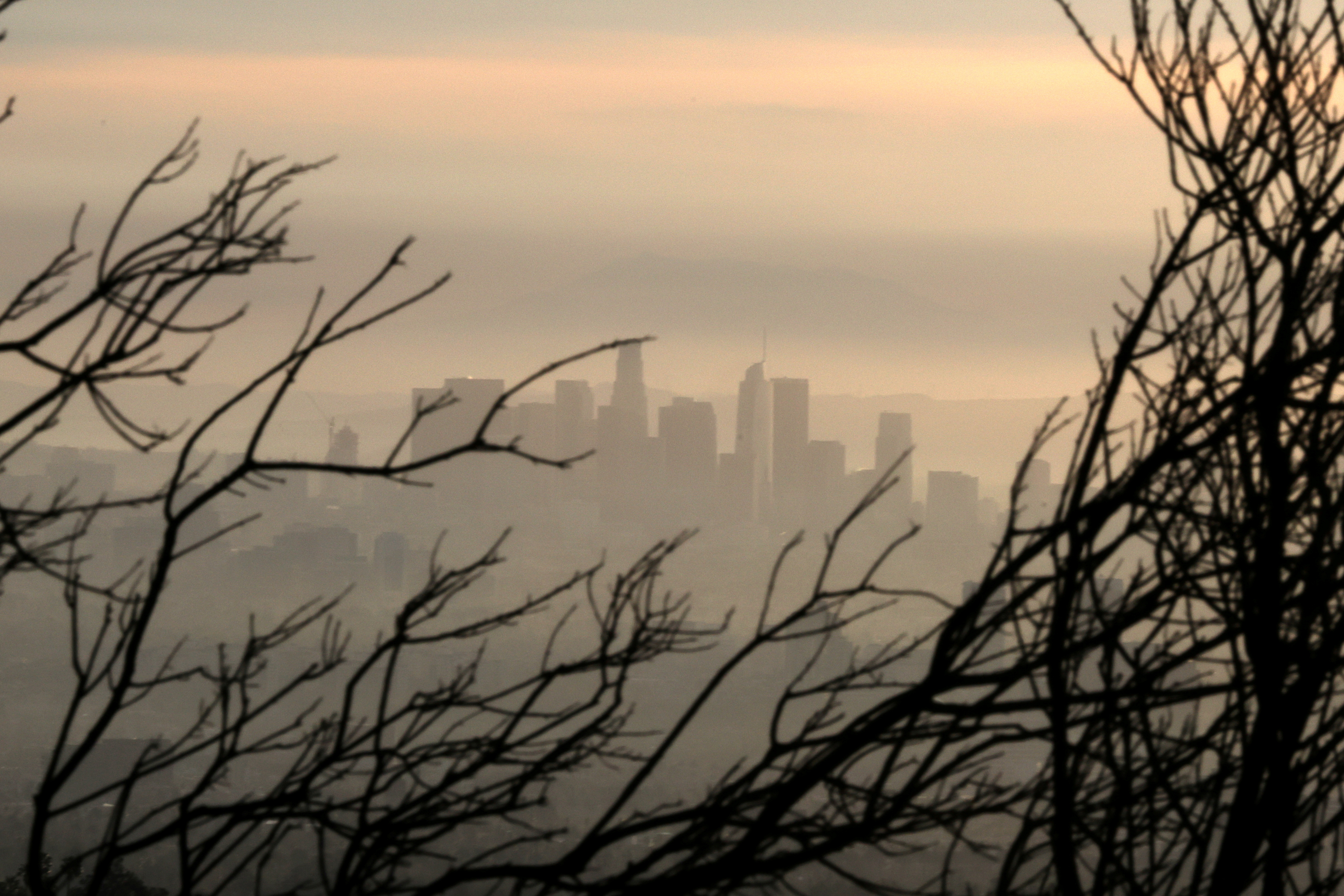 Downtown Los Angeles is seen behind a tree burned by wildfire before expected heavy rains, as the coronavirus disease (COVID-19) continues, in Los Angeles, California, U.S., January 28, 2021. REUTERS/Lucy Nicholson/File Photo