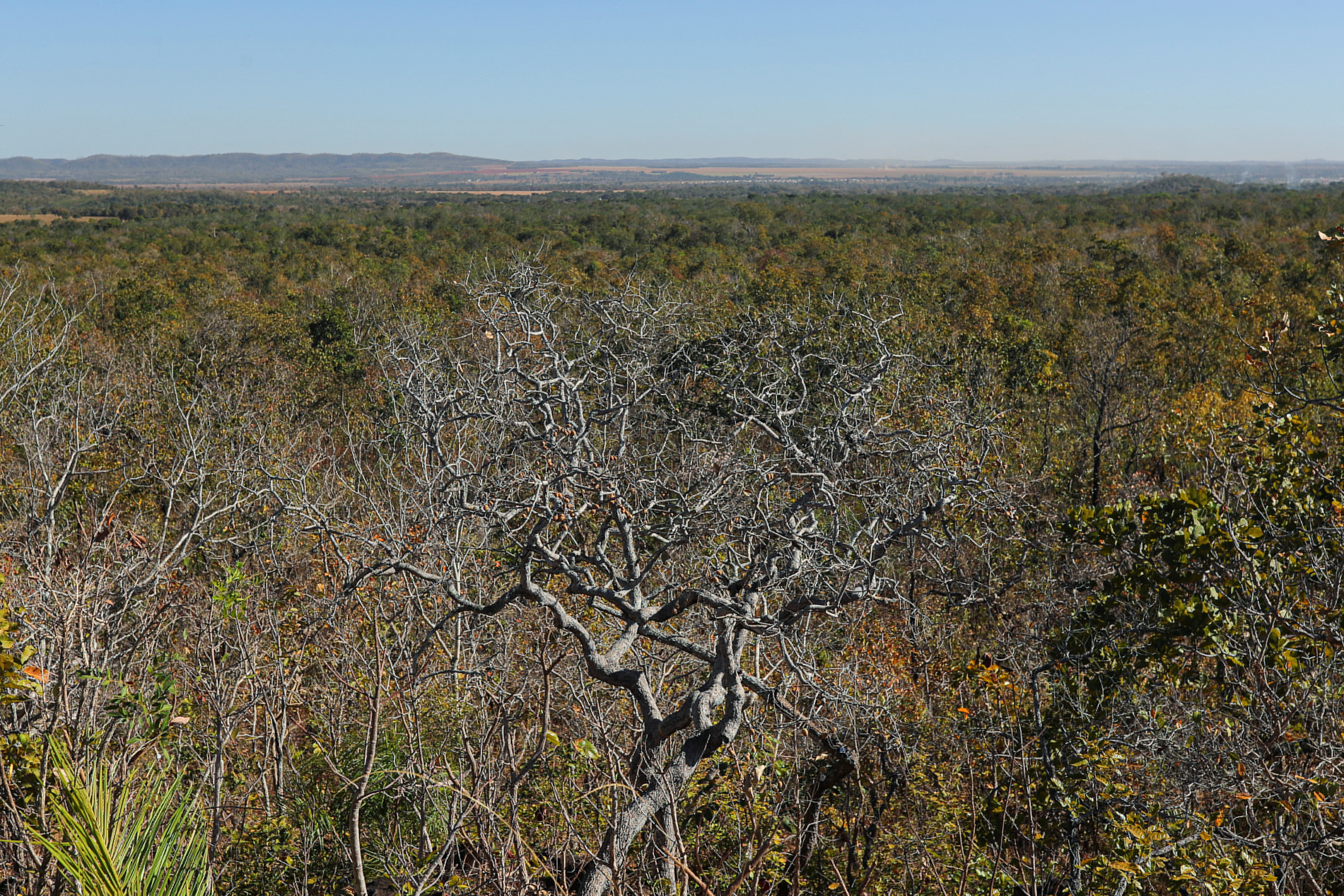 A forest in Cerrado biome is seen in Nova Xavantina, Mato Grosso state, Brazil July 28, 2021. Picture taken July 28.  2021 REUTERS/Amanda Perobelli