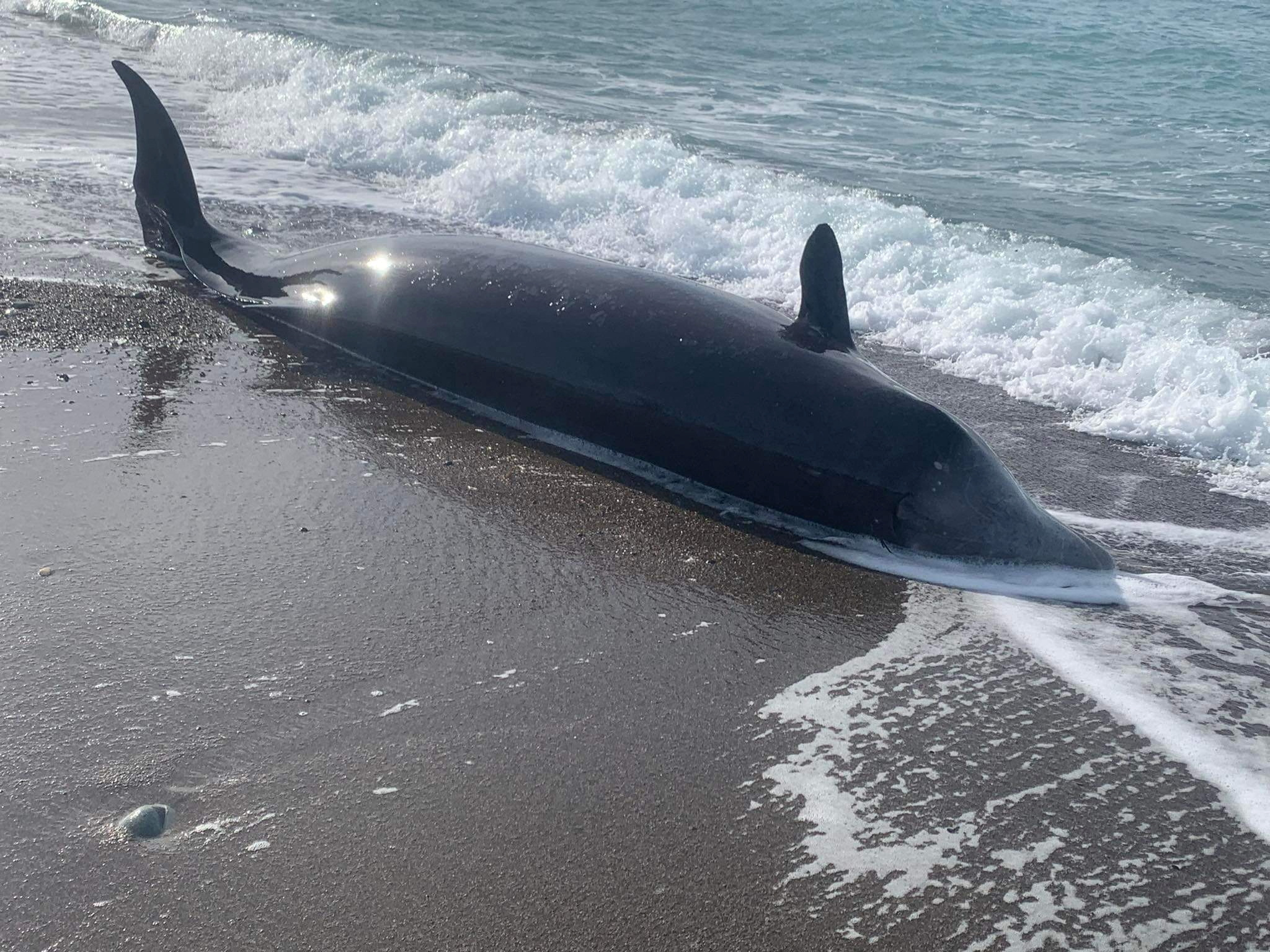 A whale is seen washed up dead on the northern shores of Cyprus near Argaka village, Cyprus