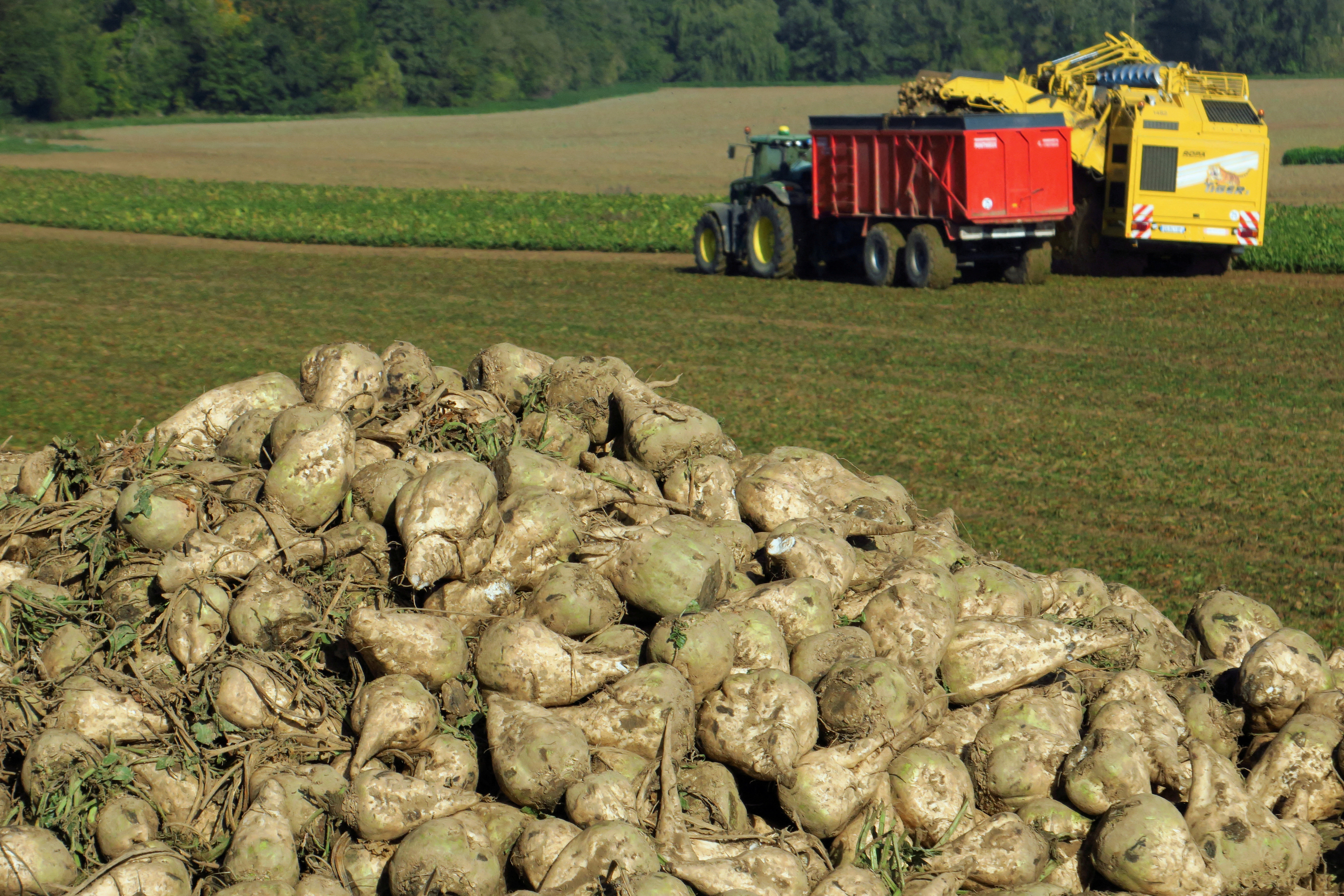 Un agricultor francés cosecha un campo de remolacha azucarera en Les Rues-des-Vignes