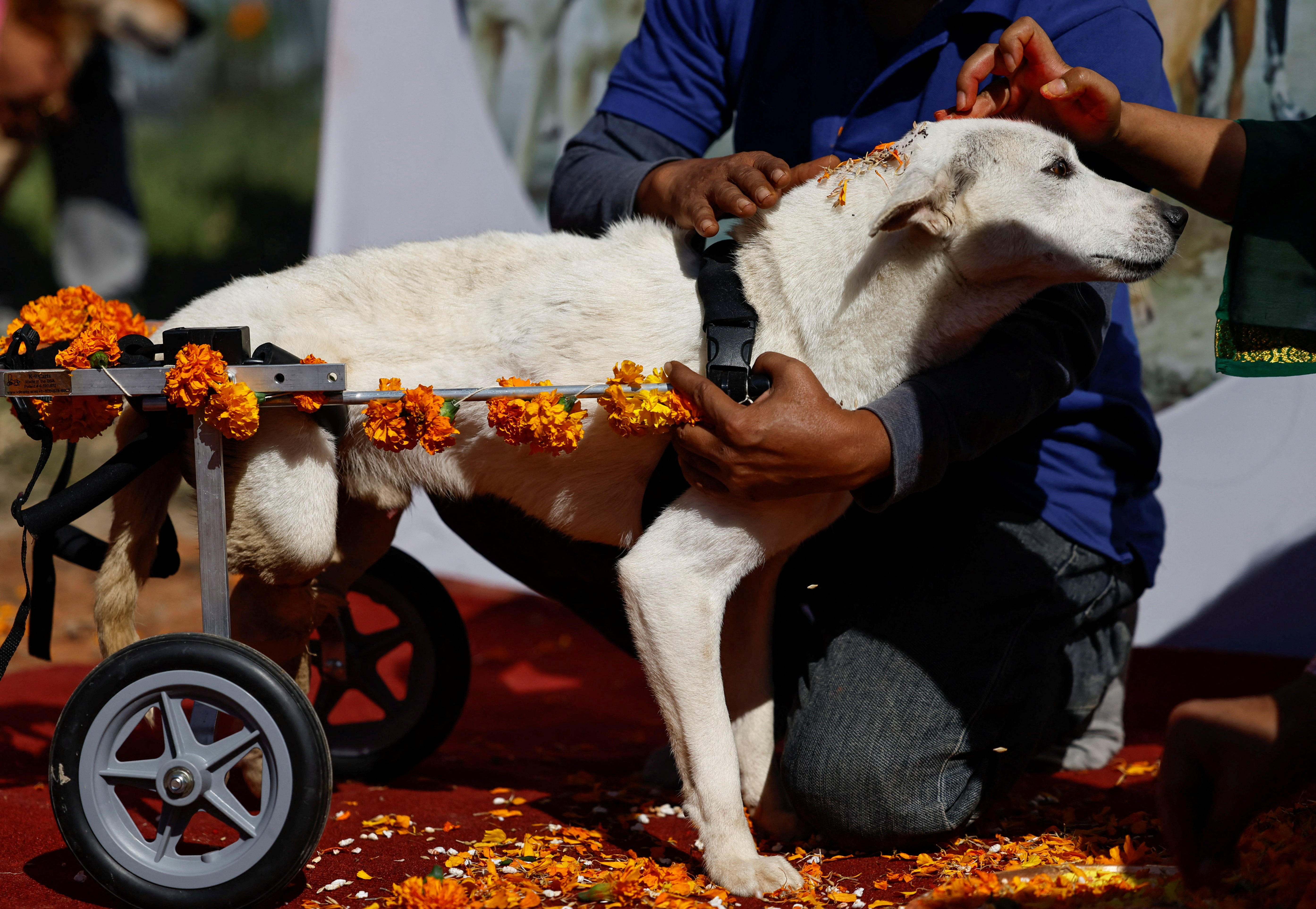 Nepal Dog Sex - Dogs get their day at Hindu festival dedicated to them in Nepal | Reuters