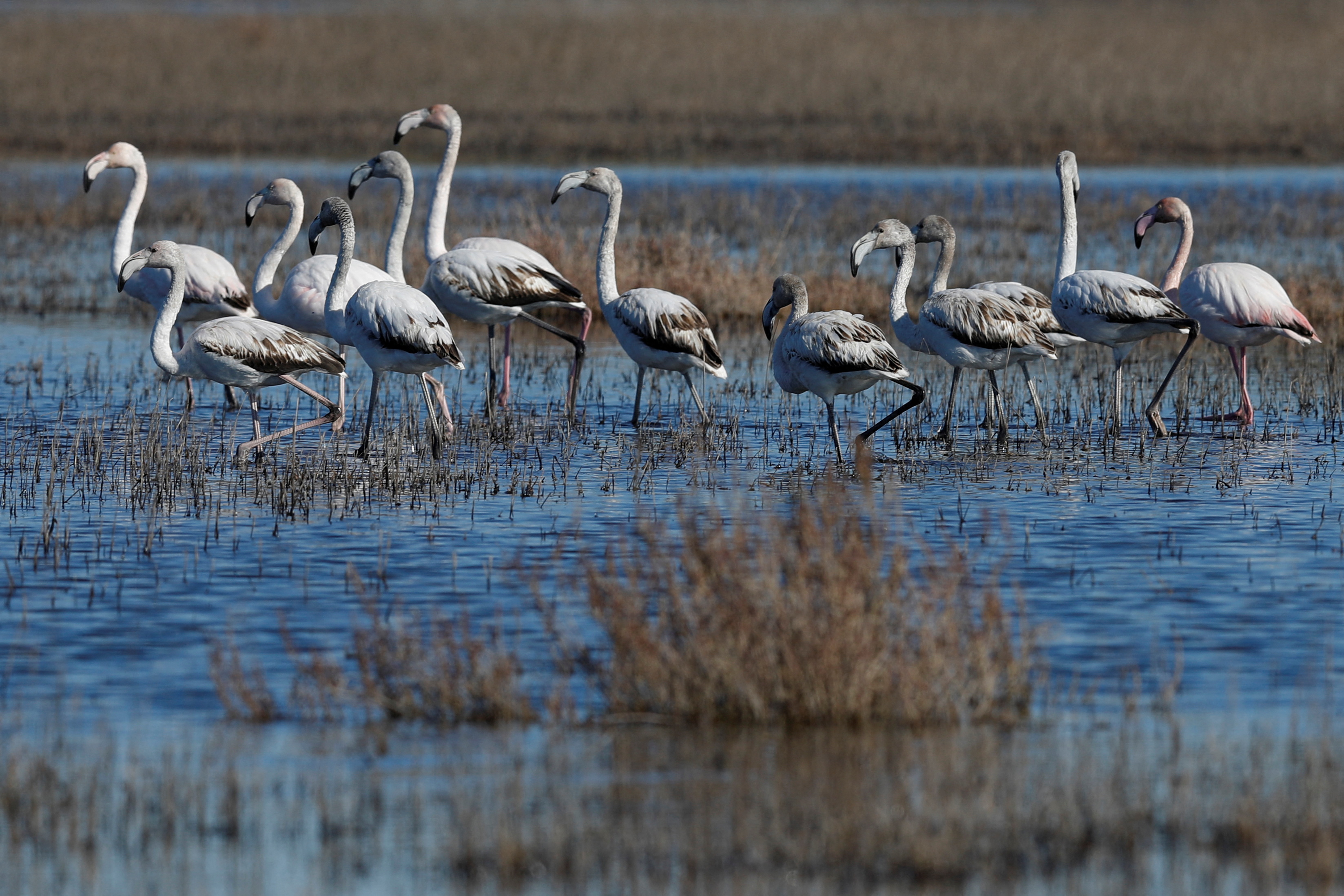 Flamingos are seen at the Vjosa-Narte Protected area in Vlora