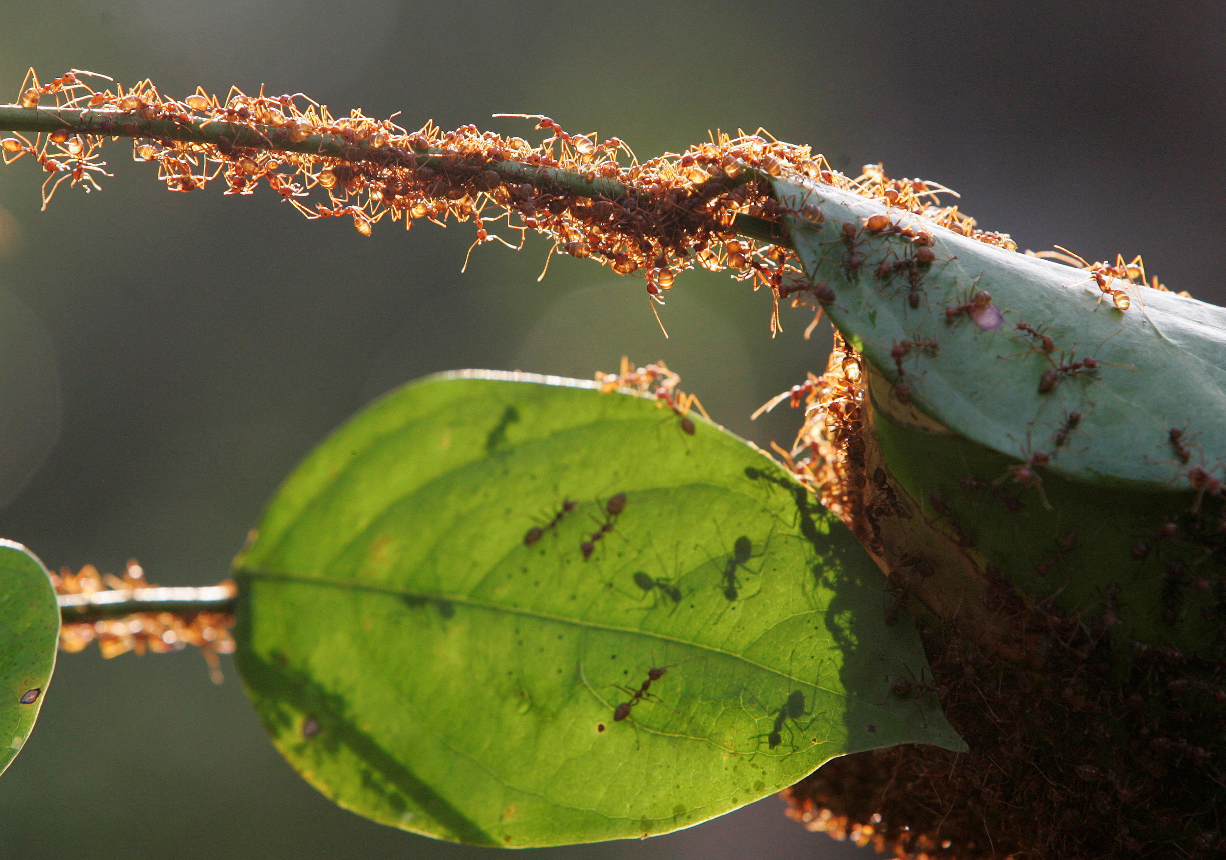 A colony of weaver ants build their nest from leaves in Kuala Lumpur