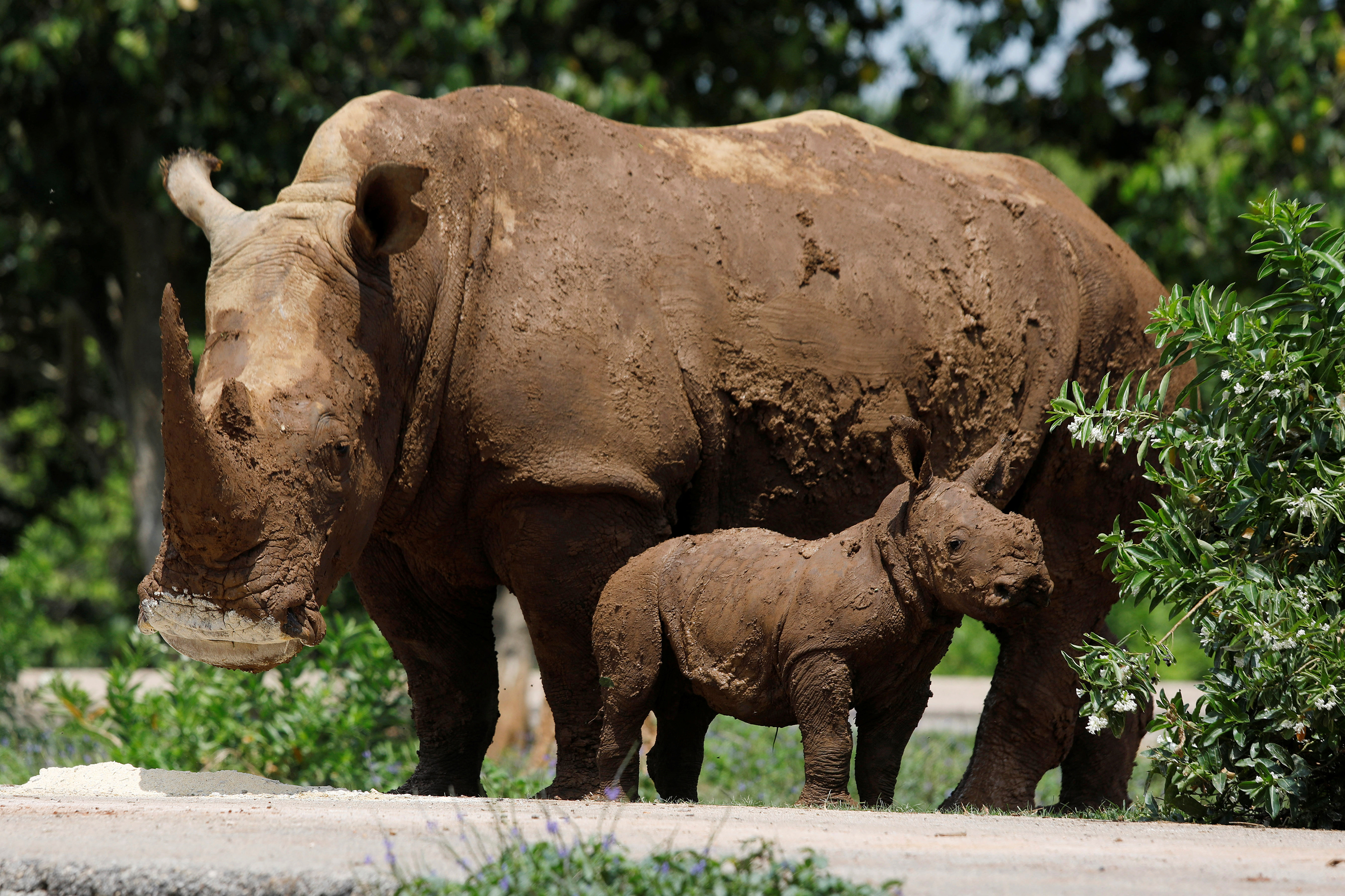 Cuba's National Zoo introduces first white rhinoceros born in the park.