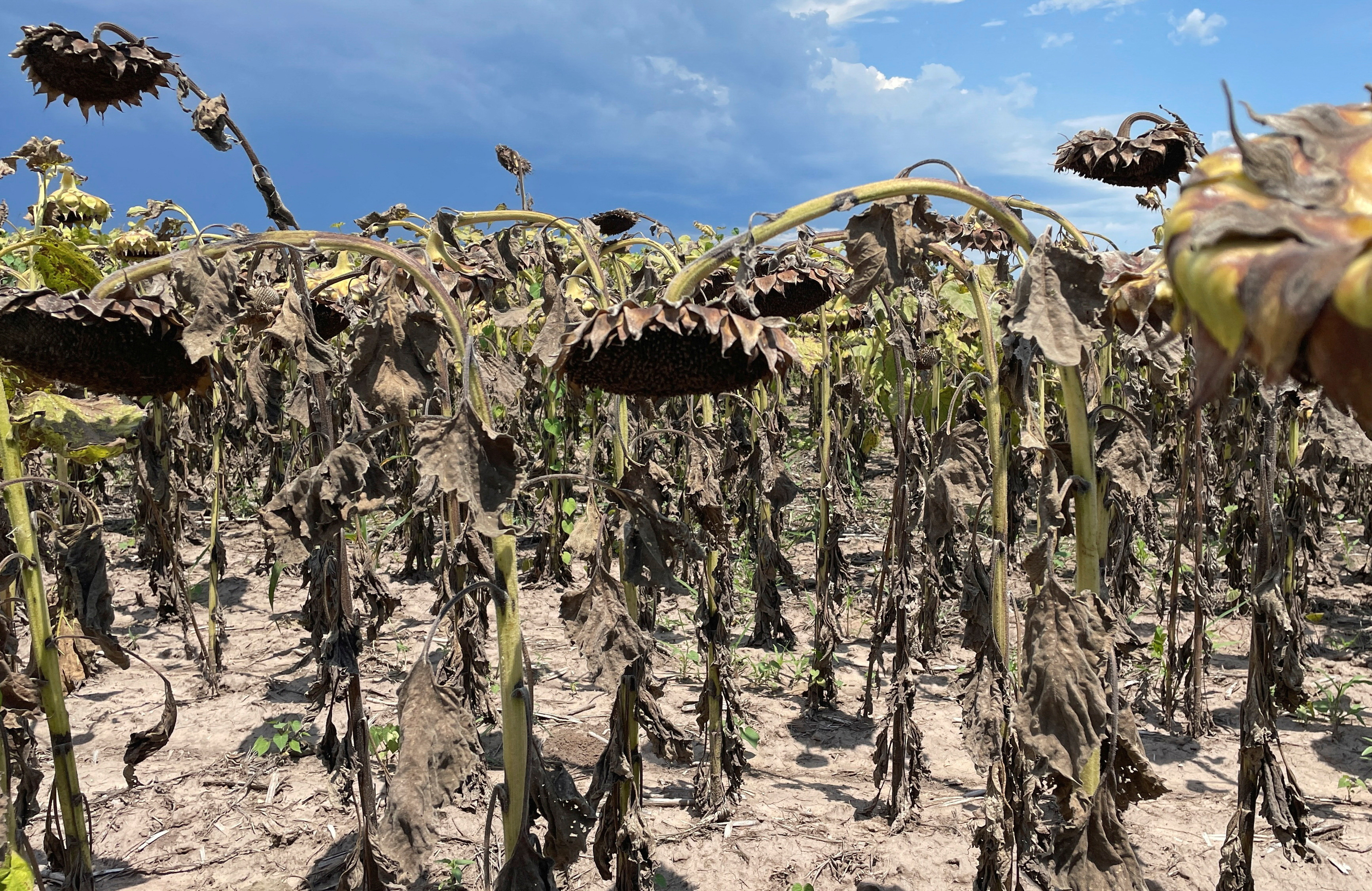 Argentina's drought-hit fields, billion dollar losses and farmers going under