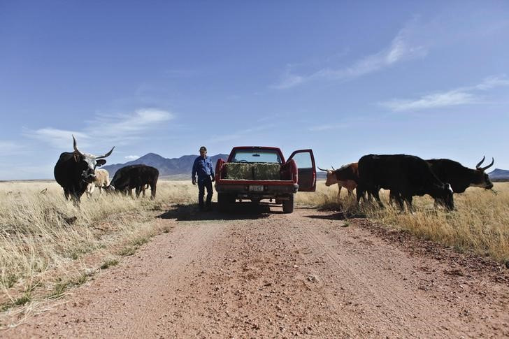 Arizona cattle grazing plans partially halted over enviro concerns ...