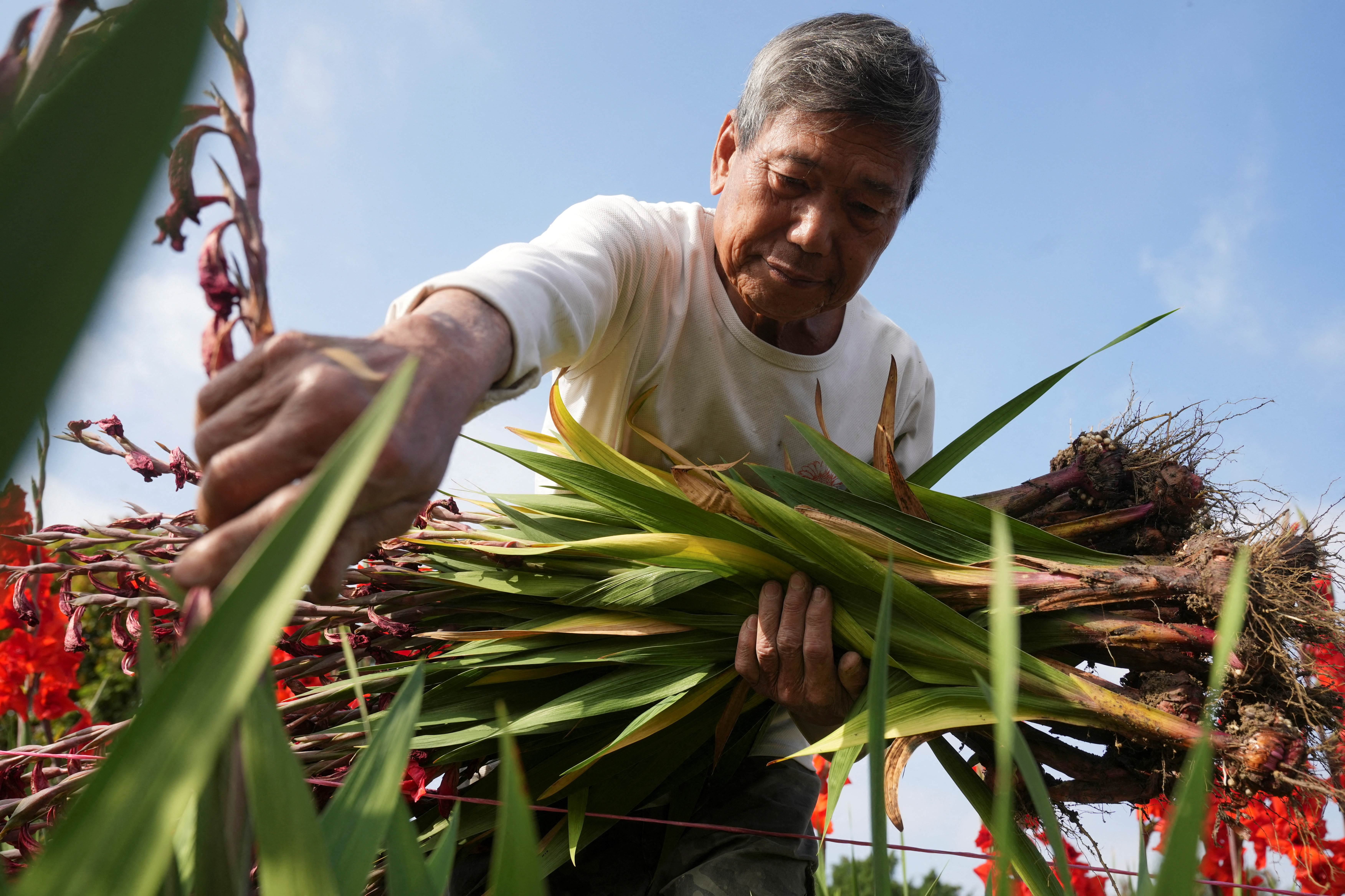 Flower farmer Leung Yat-Shen picks withered sword lilies at his farm in Hong Kong
