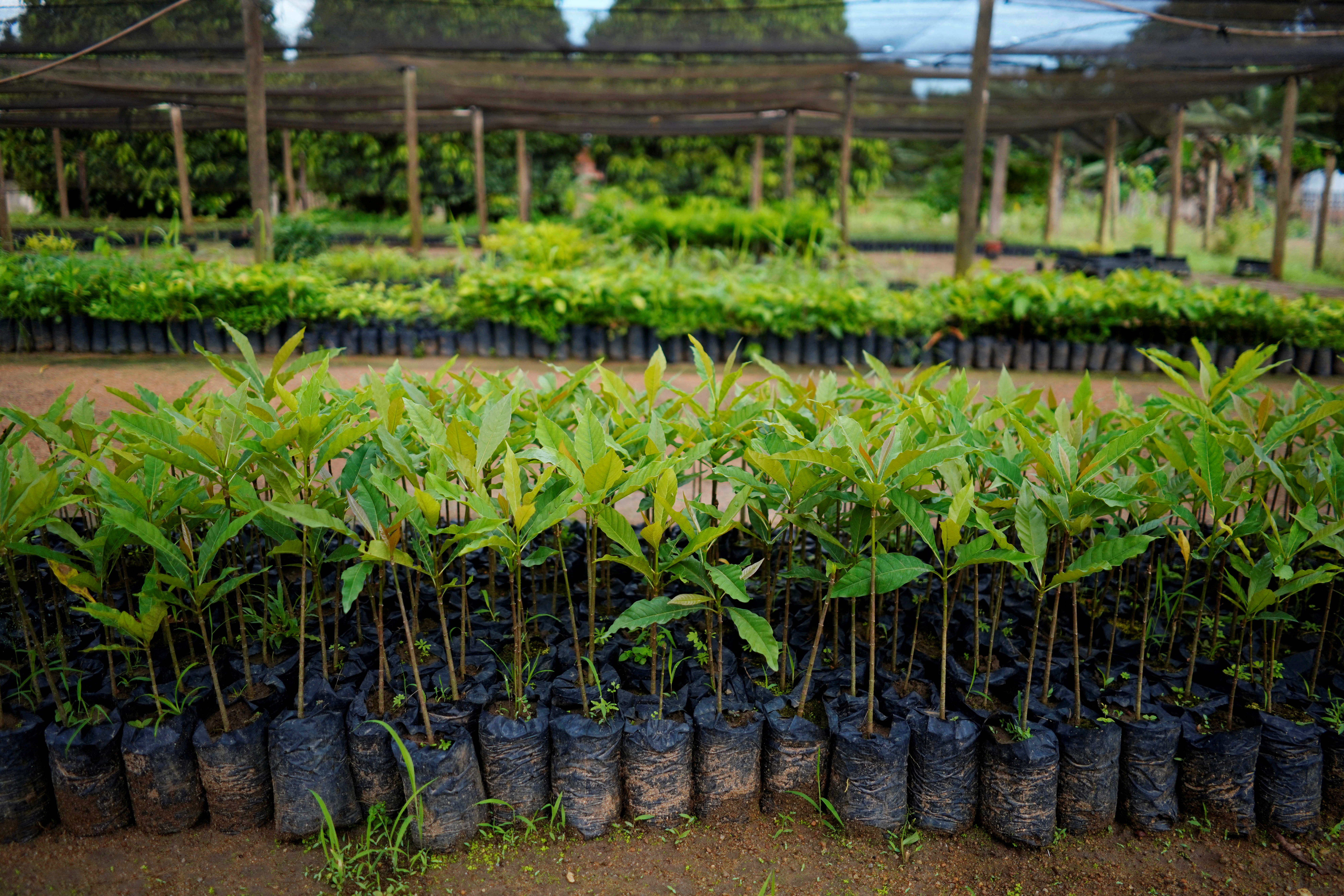 Planting trees could save the Amazon and the world's climate, it's harder than it sounds