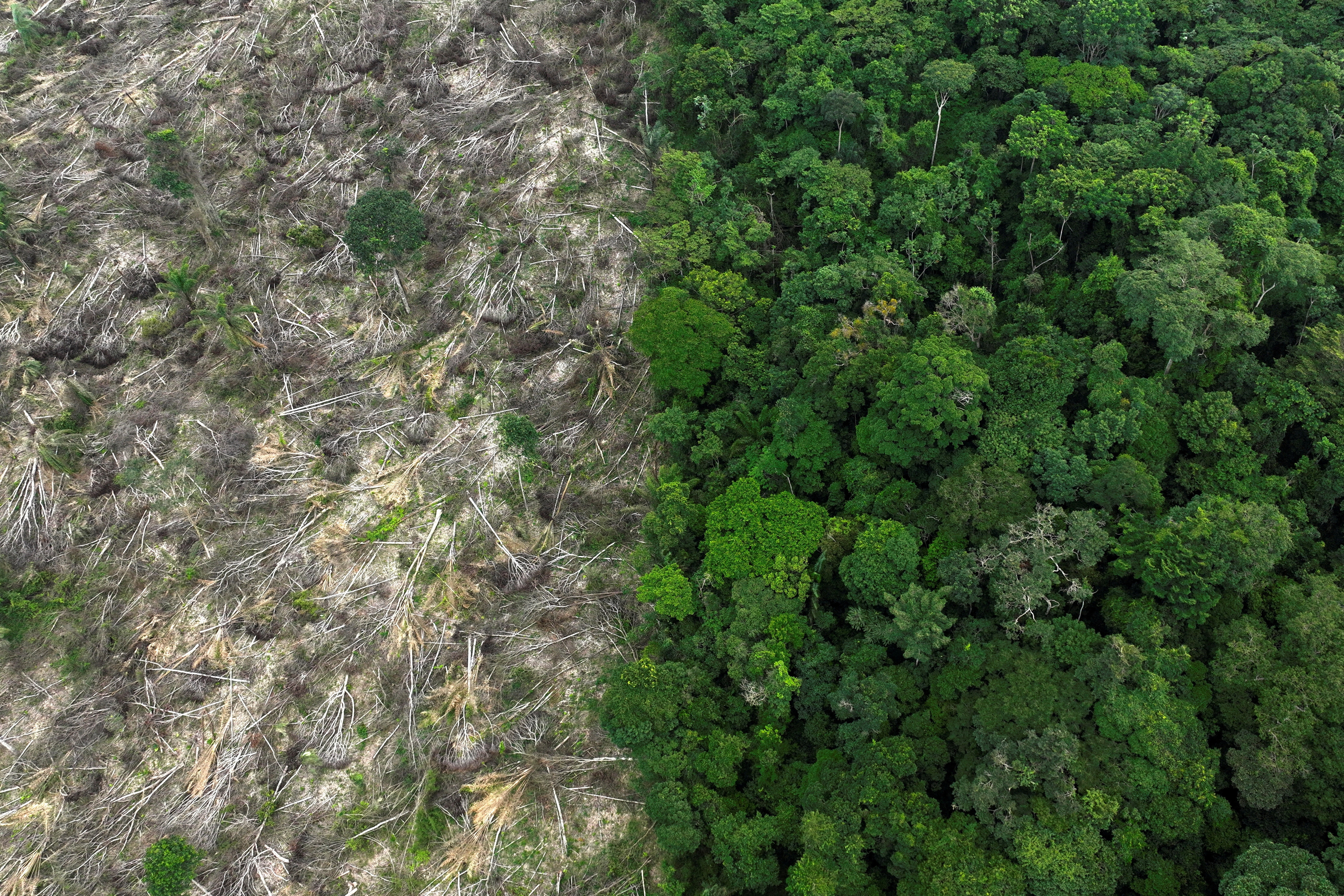 Deforestation in Brazilian  down 64% in November