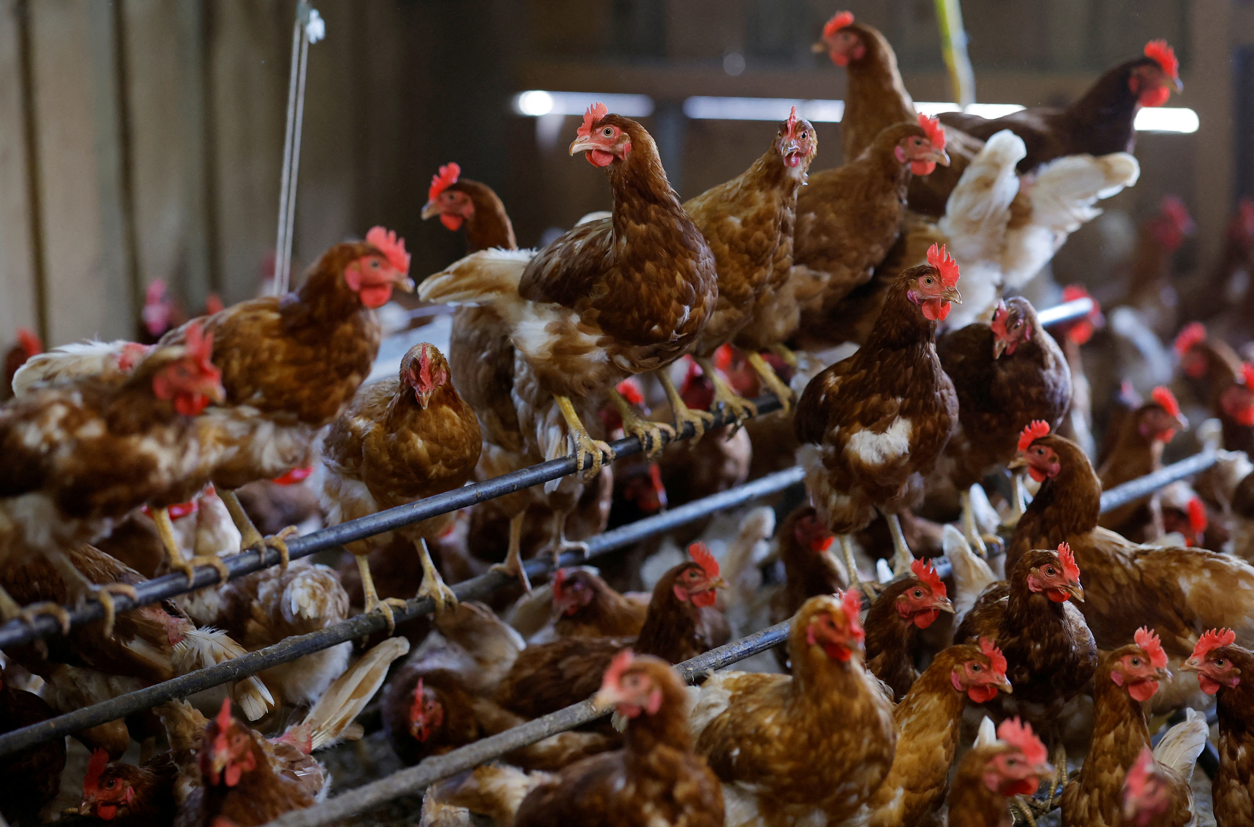Organic poultry farm in Corcoue-sur-Logne