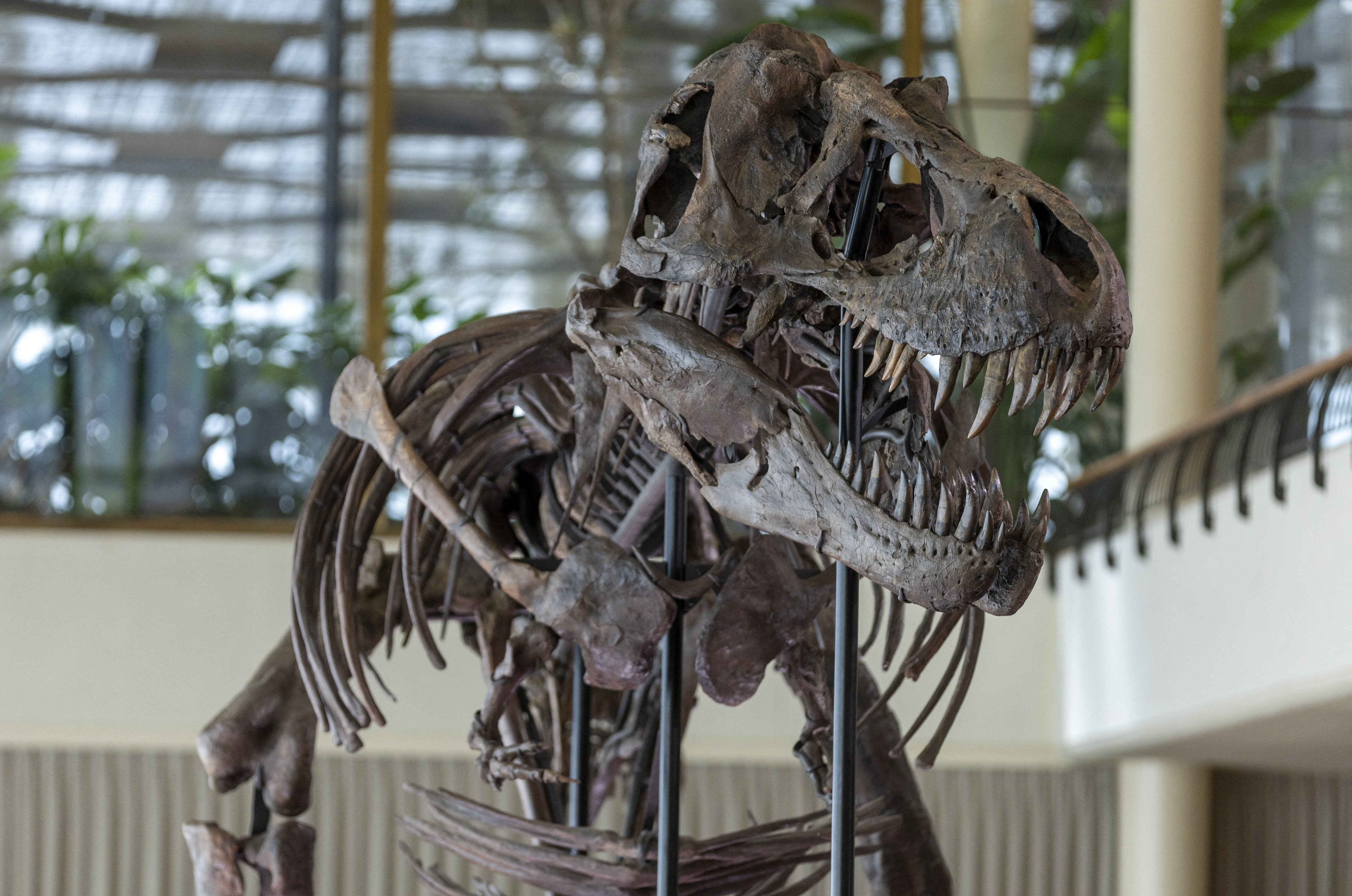67-million-year-old T-rex skeleton presented to media before auction in Zurich