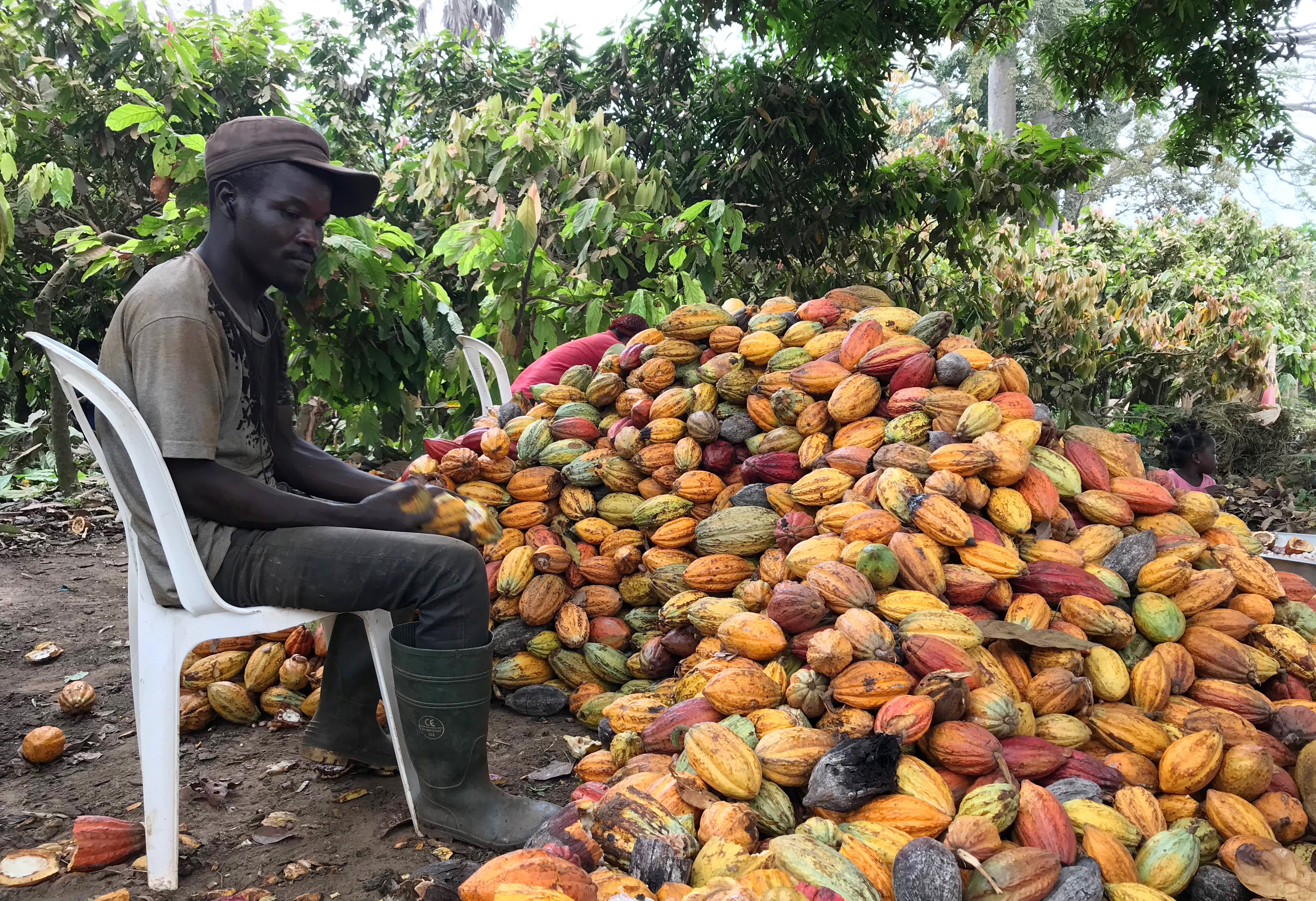 A farmer sits as he prepares to open a cocoa pod in Ntui village