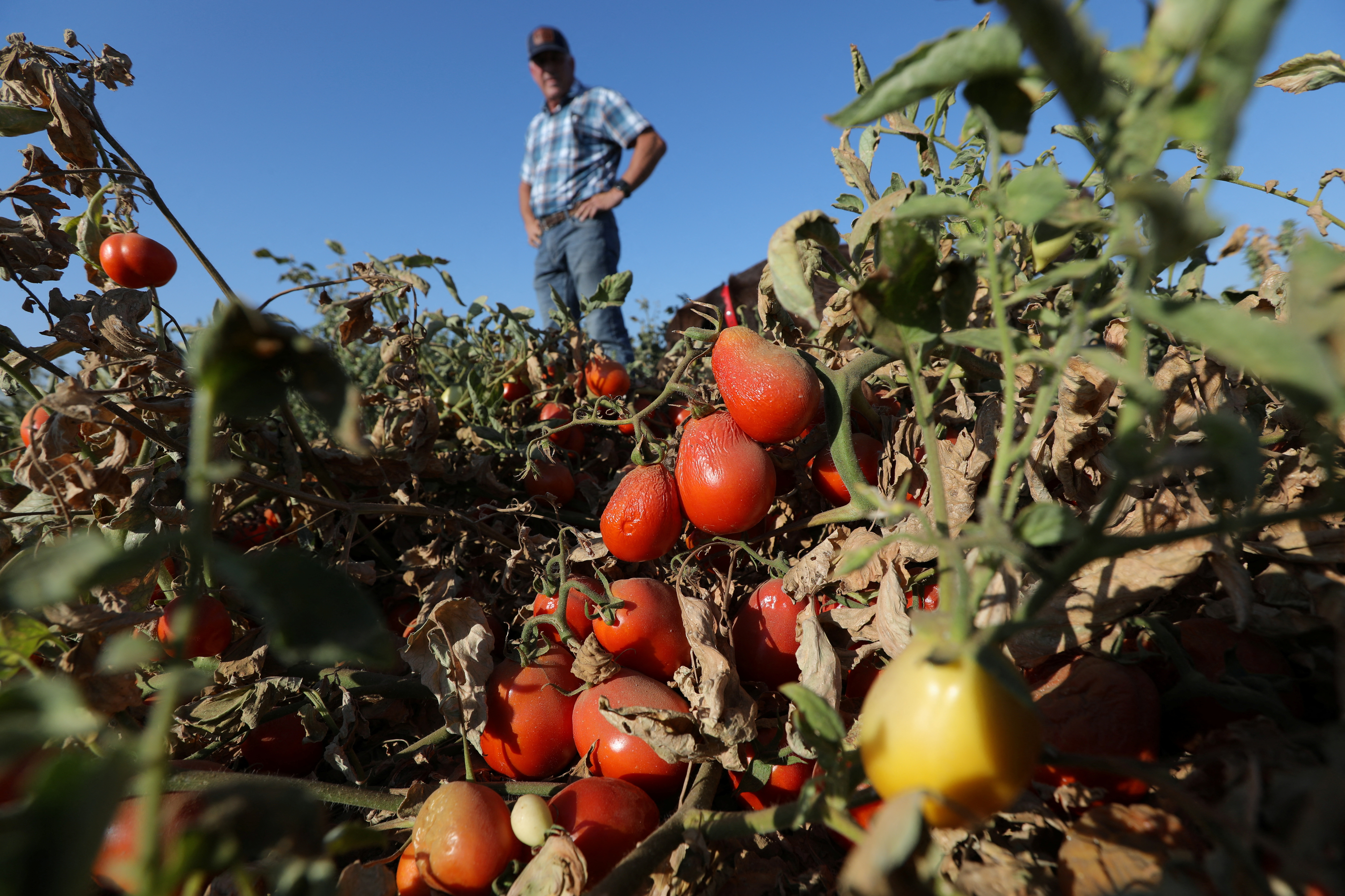 Drought cuts into California's crops, driving up farming costs
