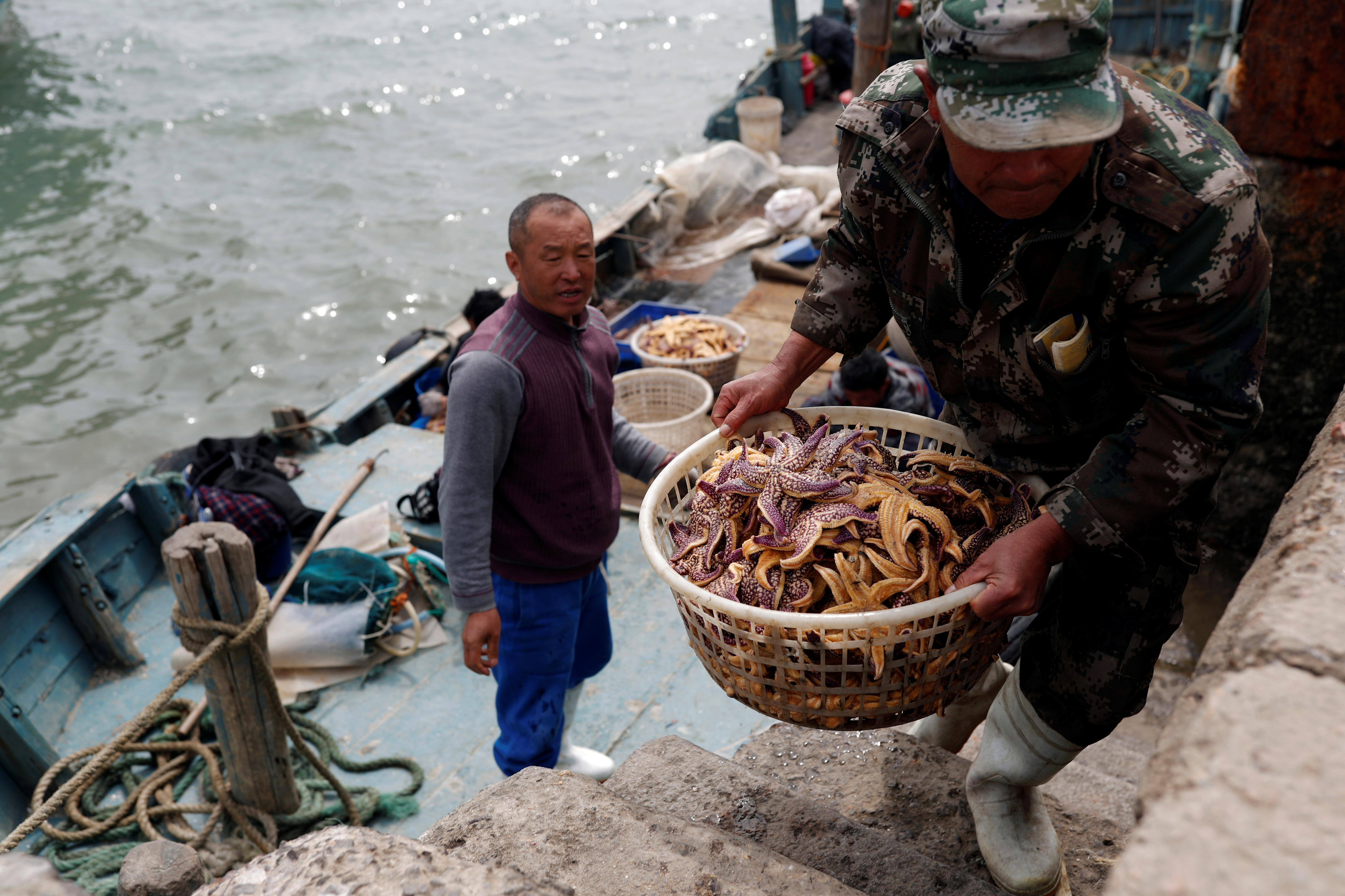 Fisherman carries starfish ashore at a wharf on the coast of Qingdao