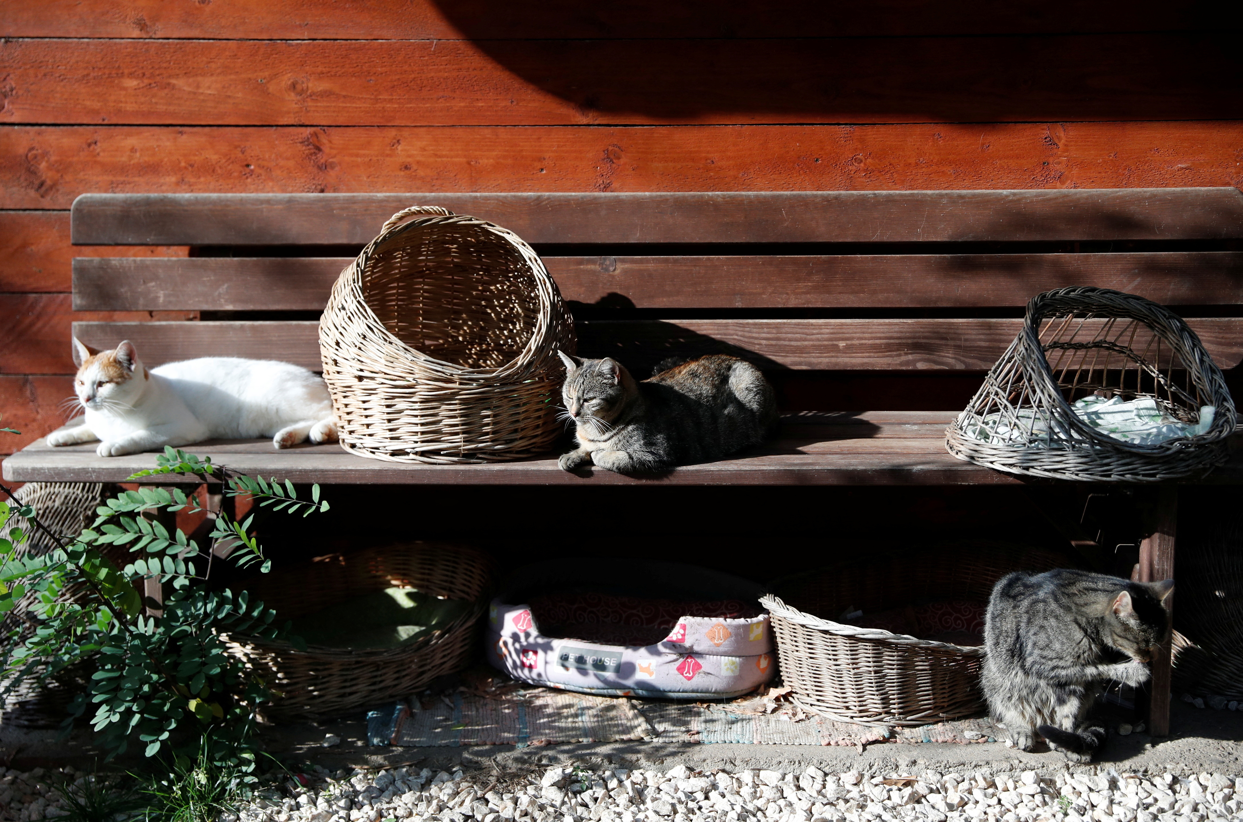 Cats rest at Noah's Ark Animal Shelter in Budapest