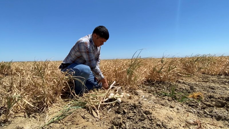 Salvador Parra, manager at Burford Ranch, is seen with a garlic crop he is preparing to harvest and sell, in Cantua Creek, California, U.S. June 15, 2021. Photo taken June 15, 2021. REUTERS/Norma Galeana