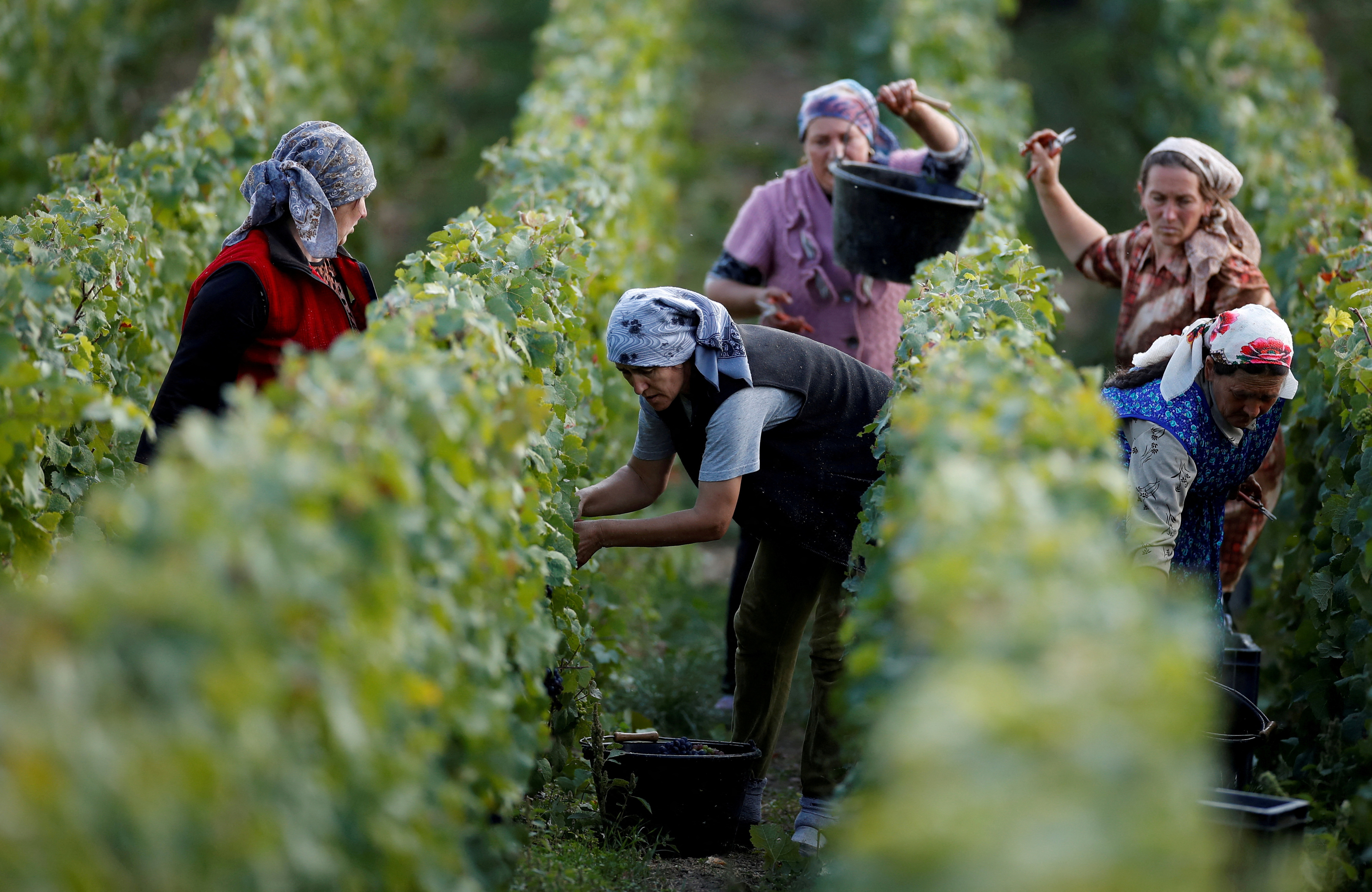 Workers collect grapes in a Taittinger vineyard during the traditional Champagne wine harvest in Pierry