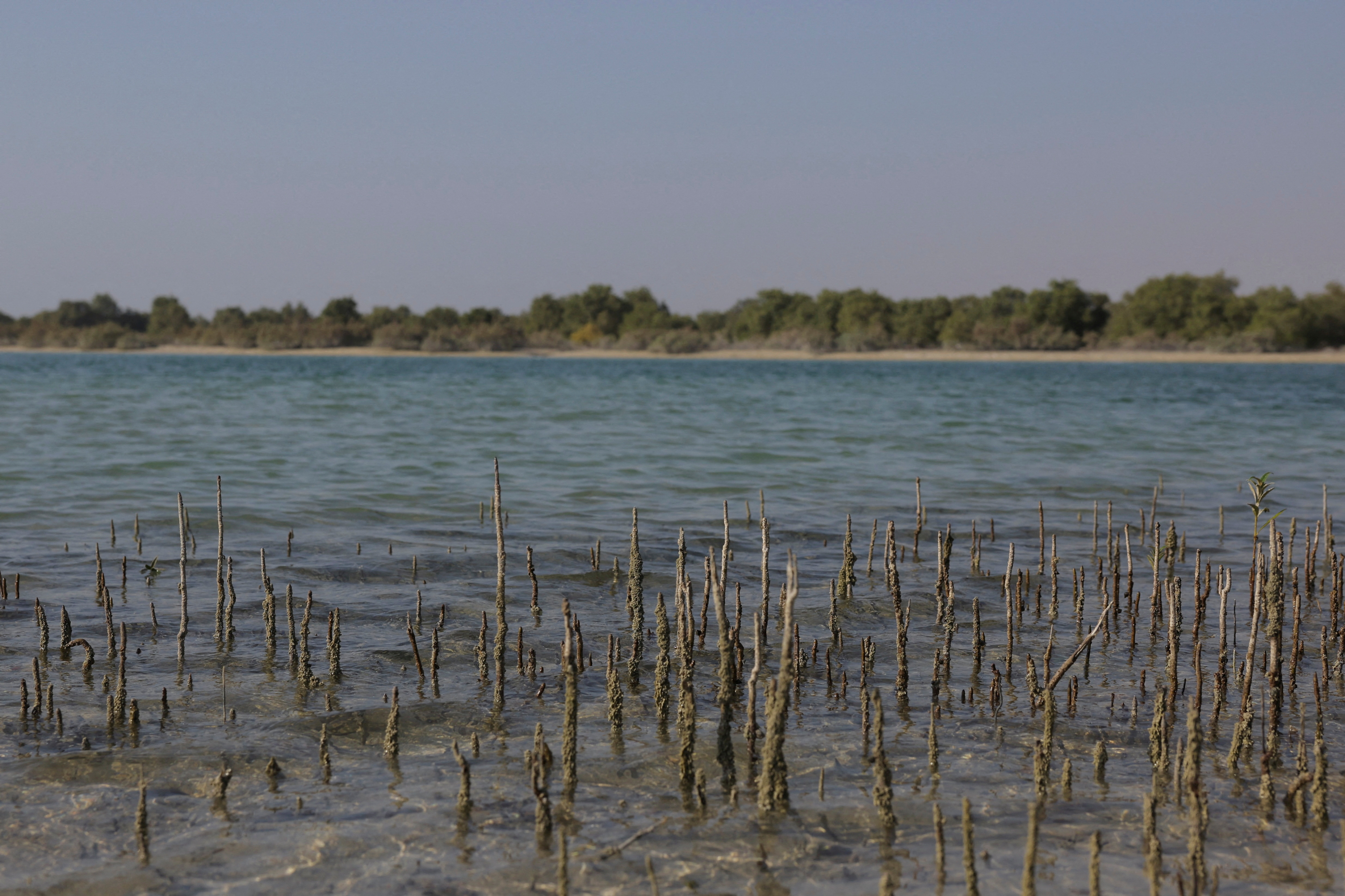 United Arab Emirates energy company Abu Dhabi National Oil Company (ADNOC) plants mangrove seedlings using flying drones in Abu Dhabi