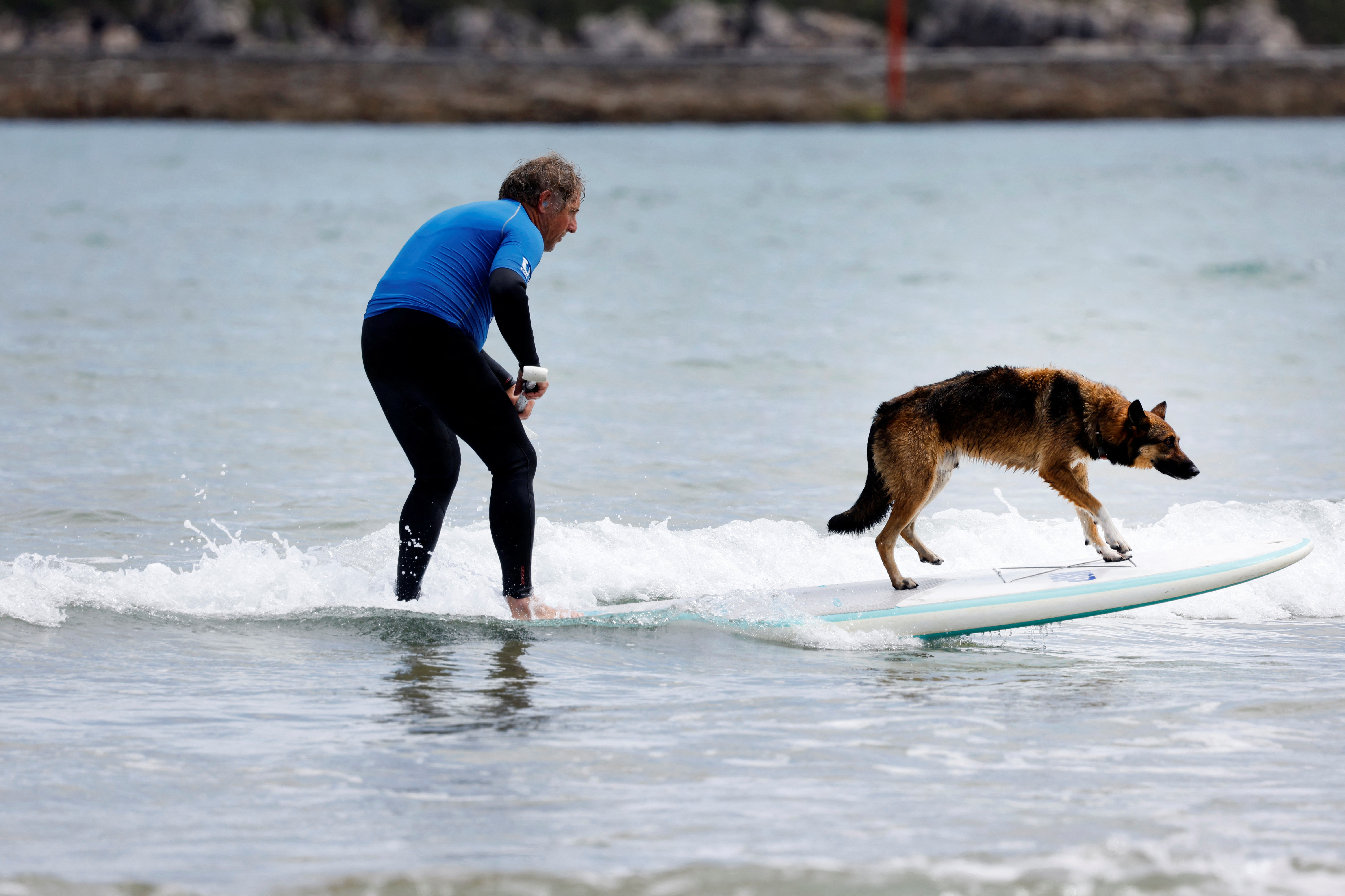 Dogs compete at the Dingo Natura Dog Surfing Championships in Suances