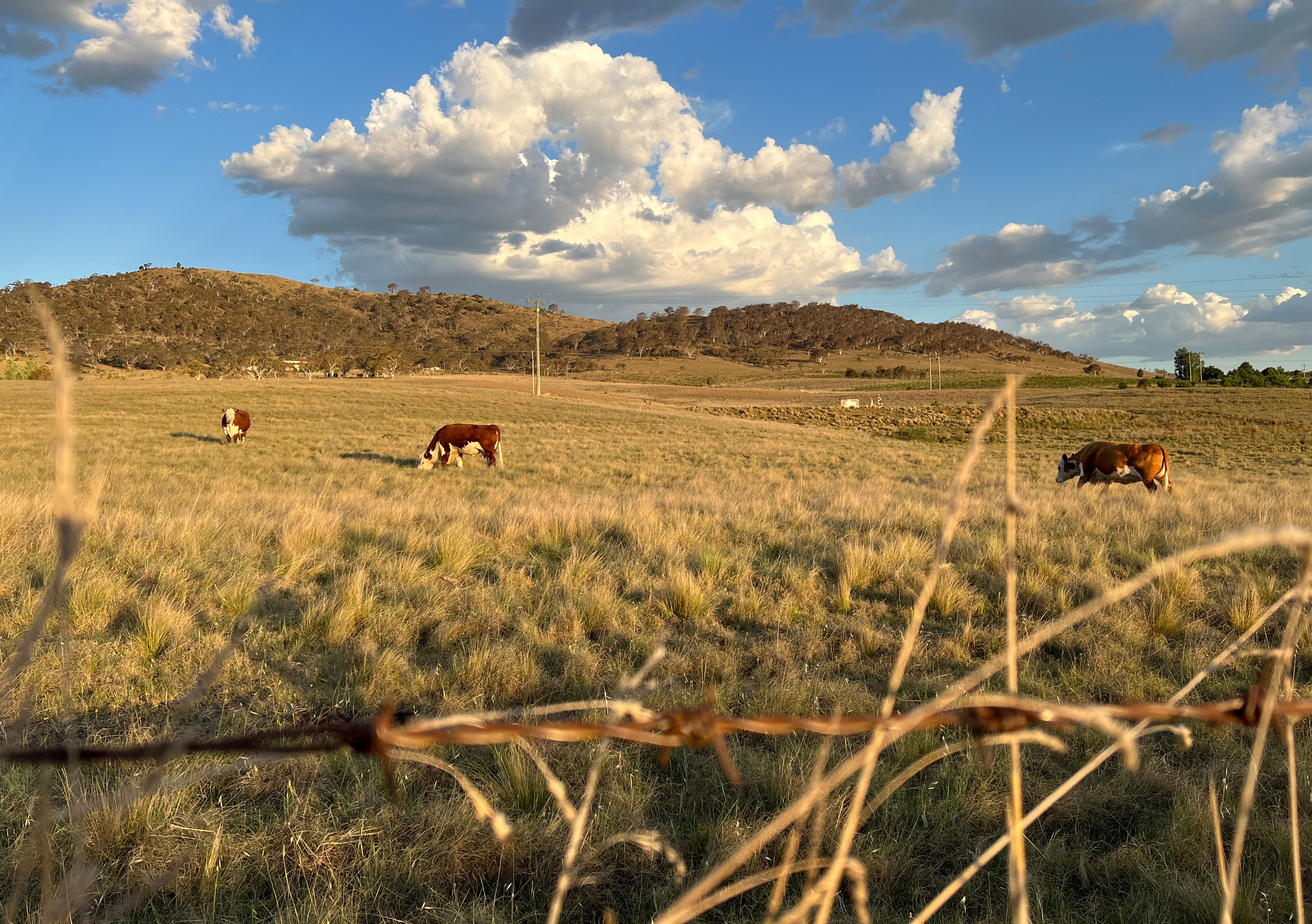 Constance Cattle