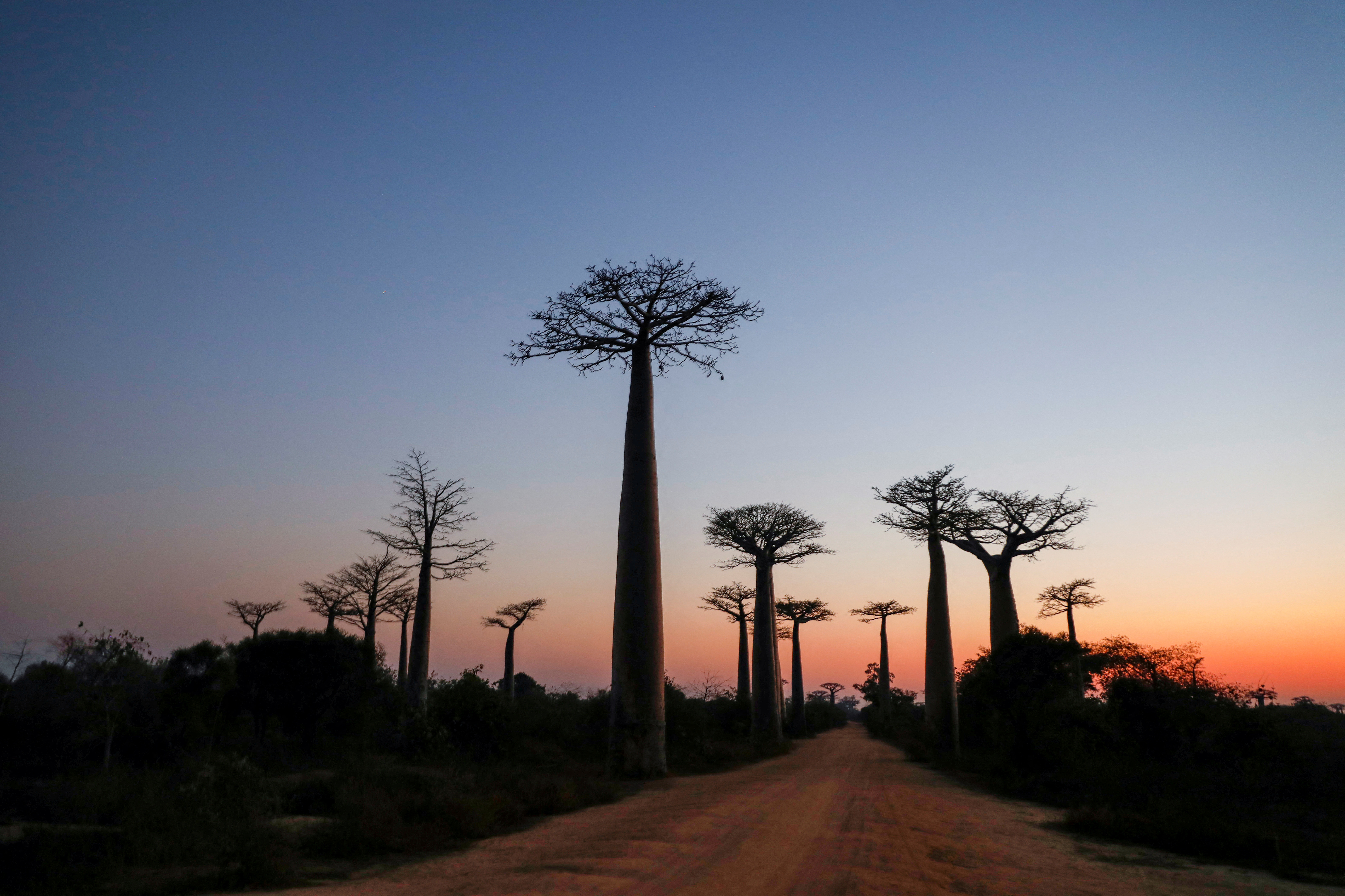 Baobab trees are seen at sun rises in Baobab alley near the city of Morondava