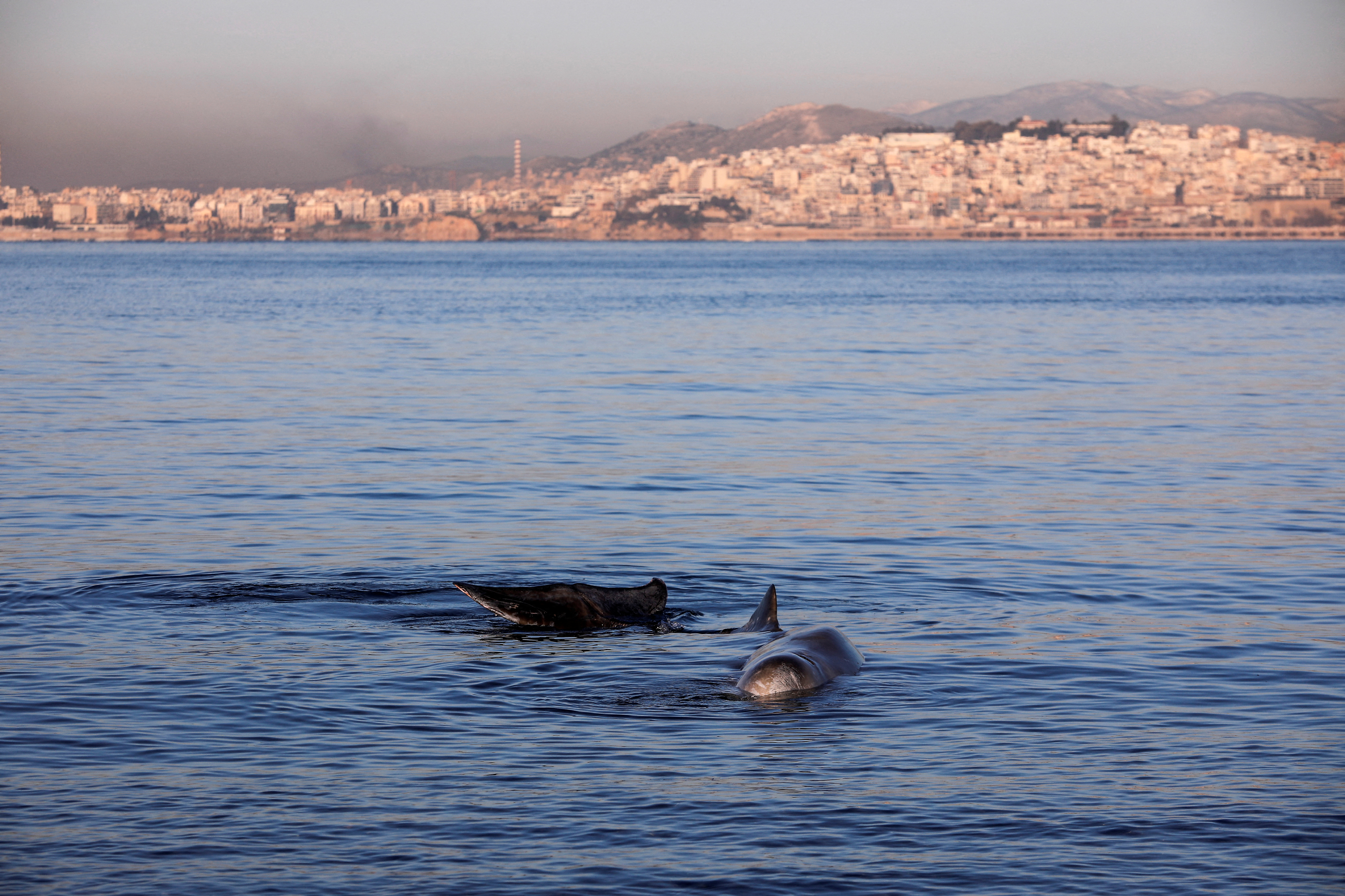 Beaked whale runs aground near beach in coastal in Athens