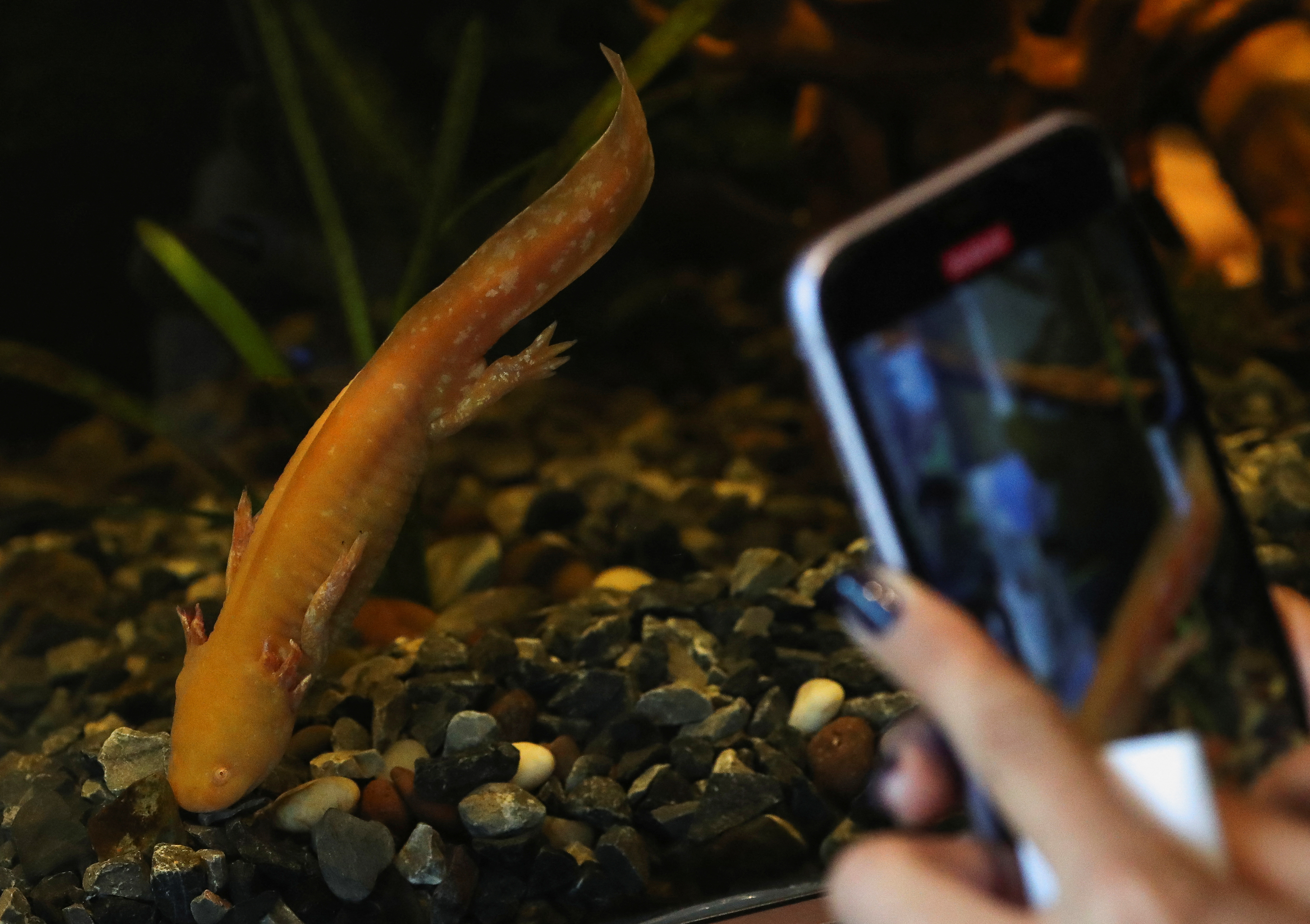 Mexico City opens axolotl museum at Chapultepec Zoo