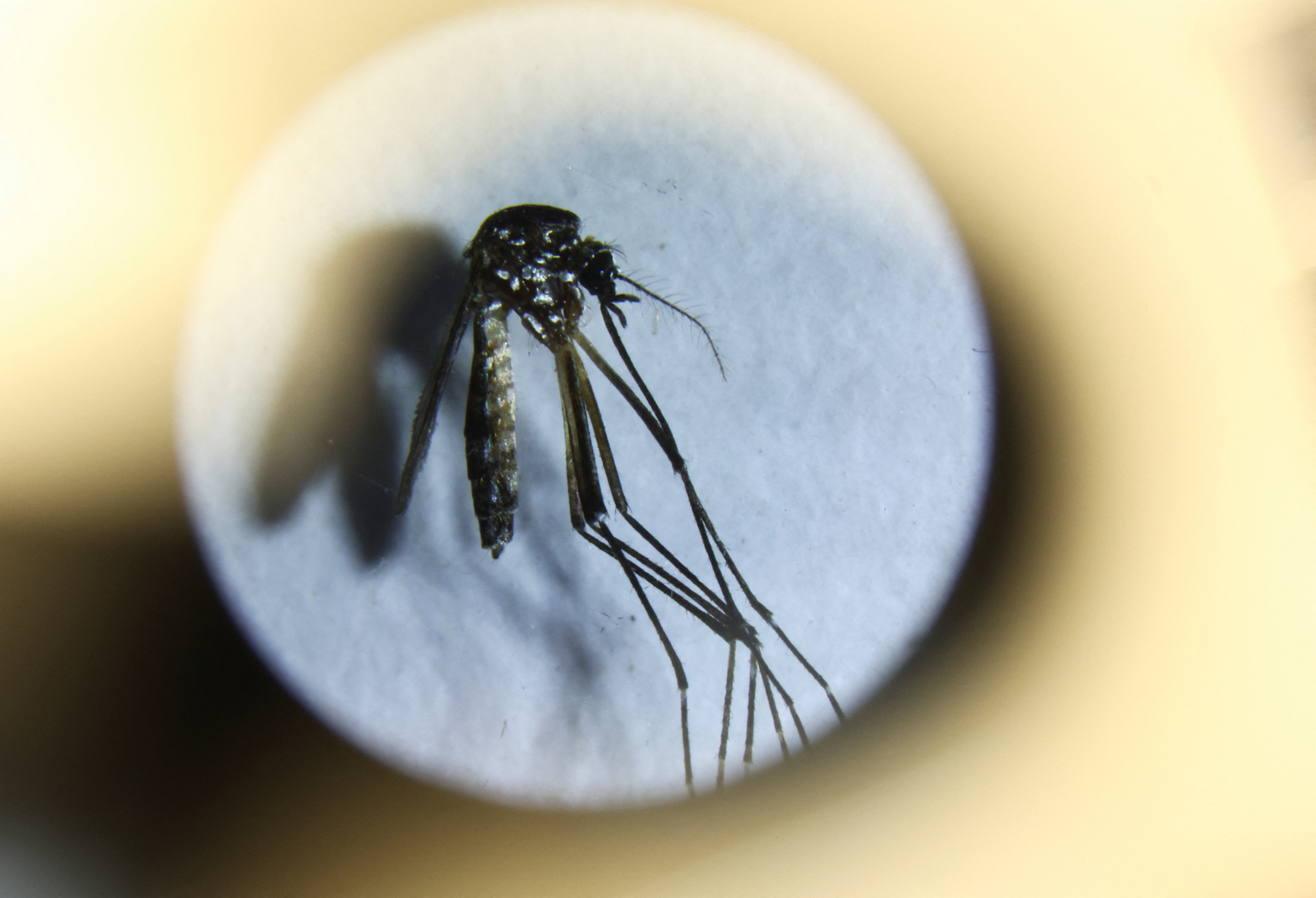 Argentina undergoes “major outbreak of dengue" as cases spike