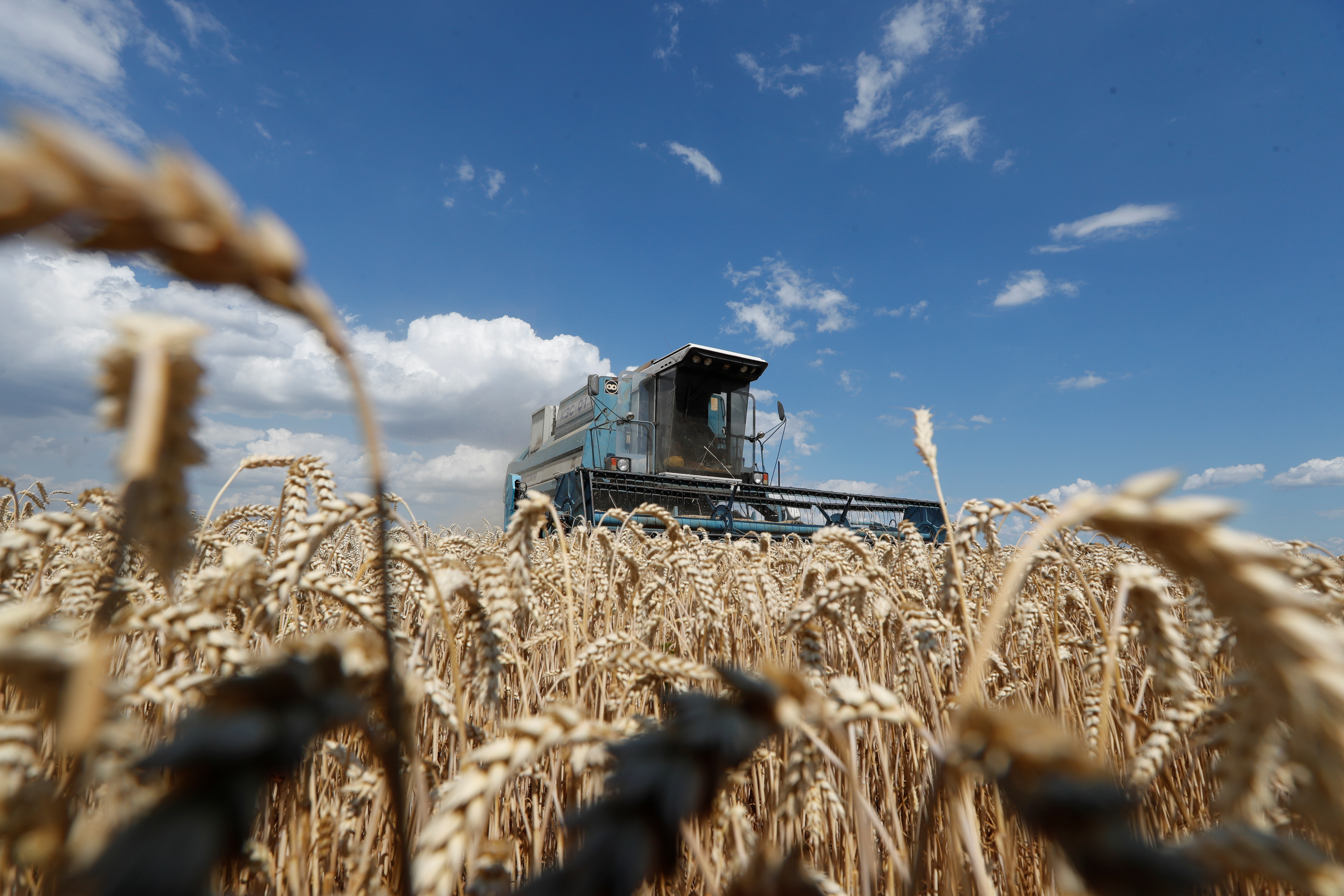 A combine harvests wheat in a field in Kyiv region