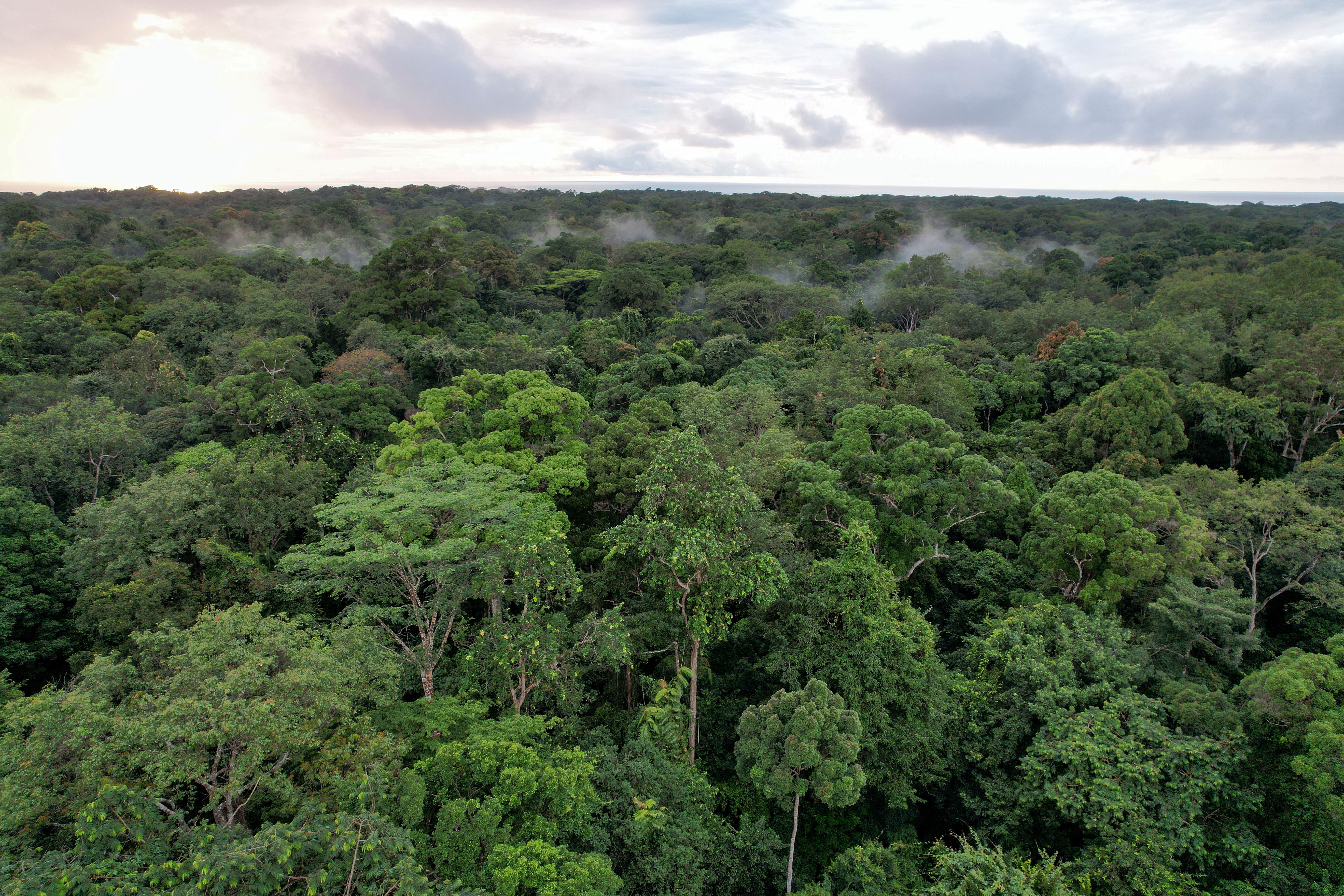 Gabon is betting that careful logging can safeguard the vast wealth of its forests