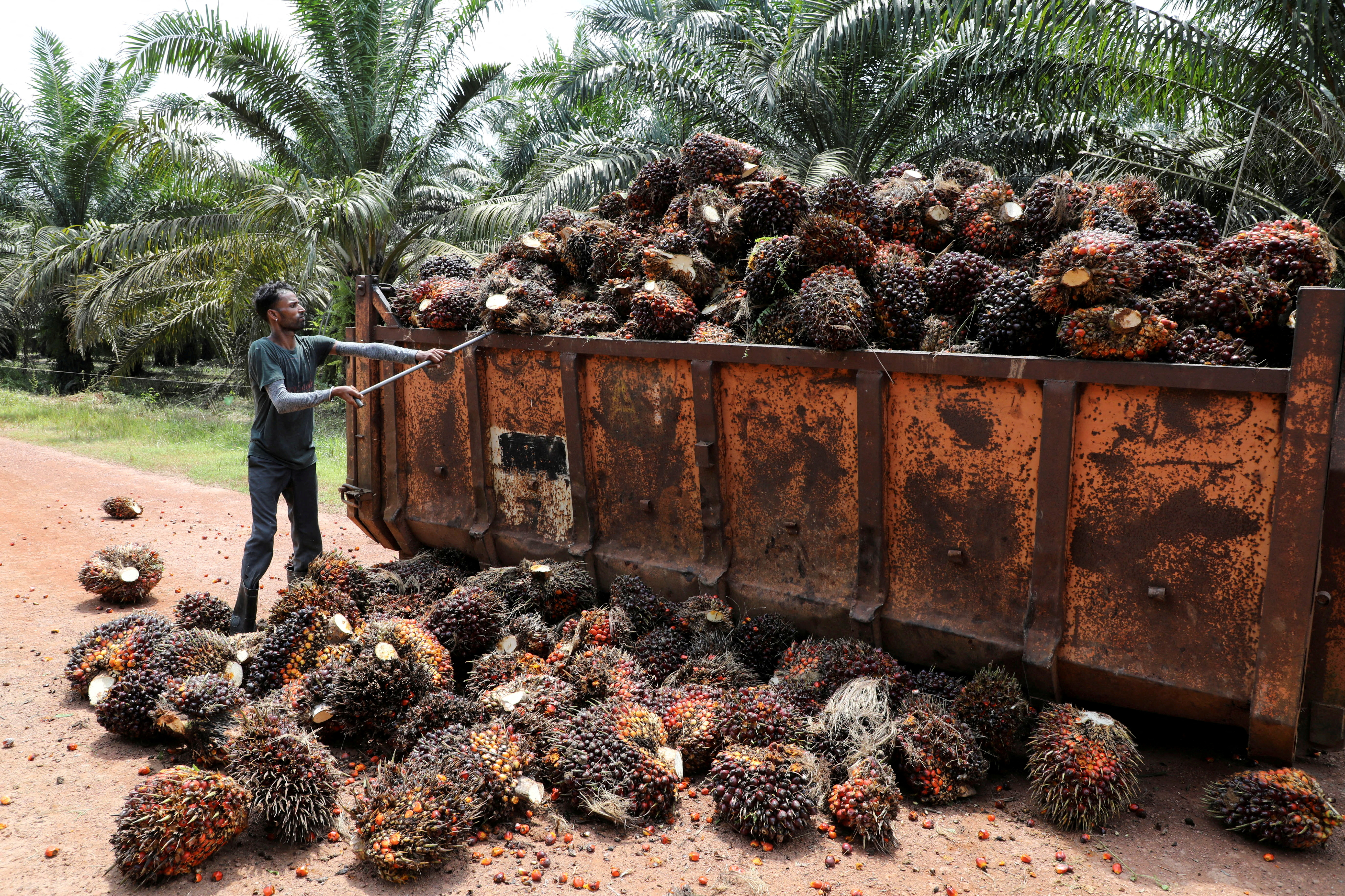 Worker loads palm oil fruit bunches at a plantation in Slim River, Malaysia